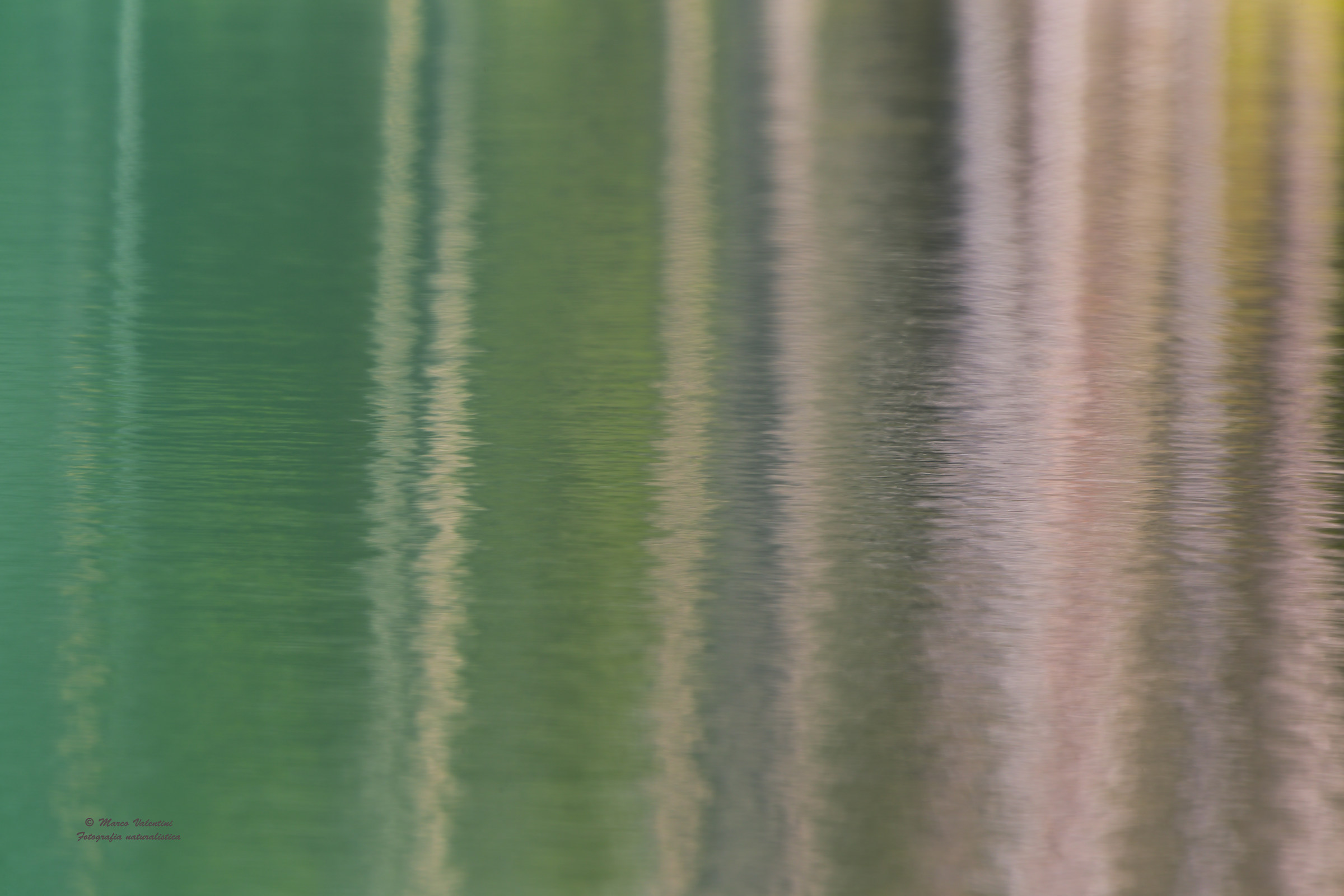 birch trees reflected