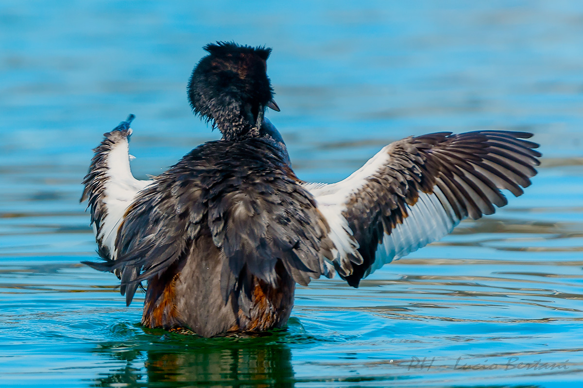 Grebe with open wings