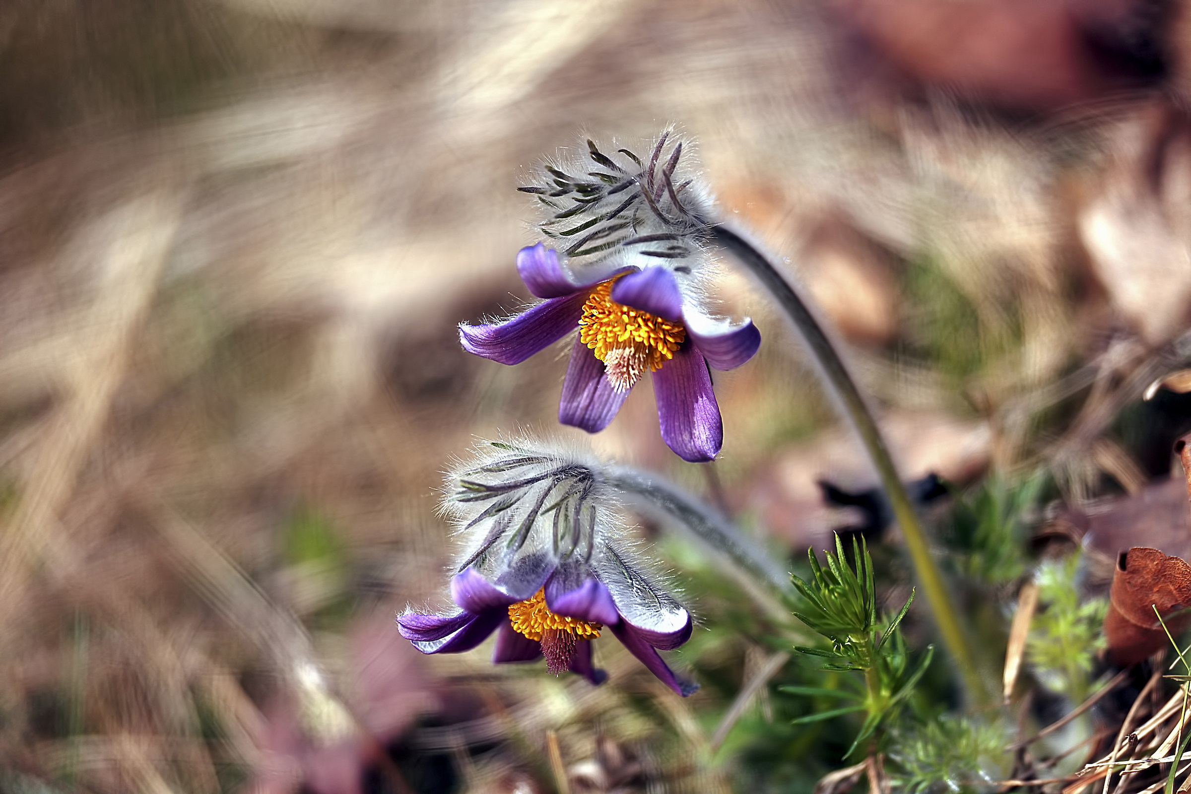 La mia Pulsatilla