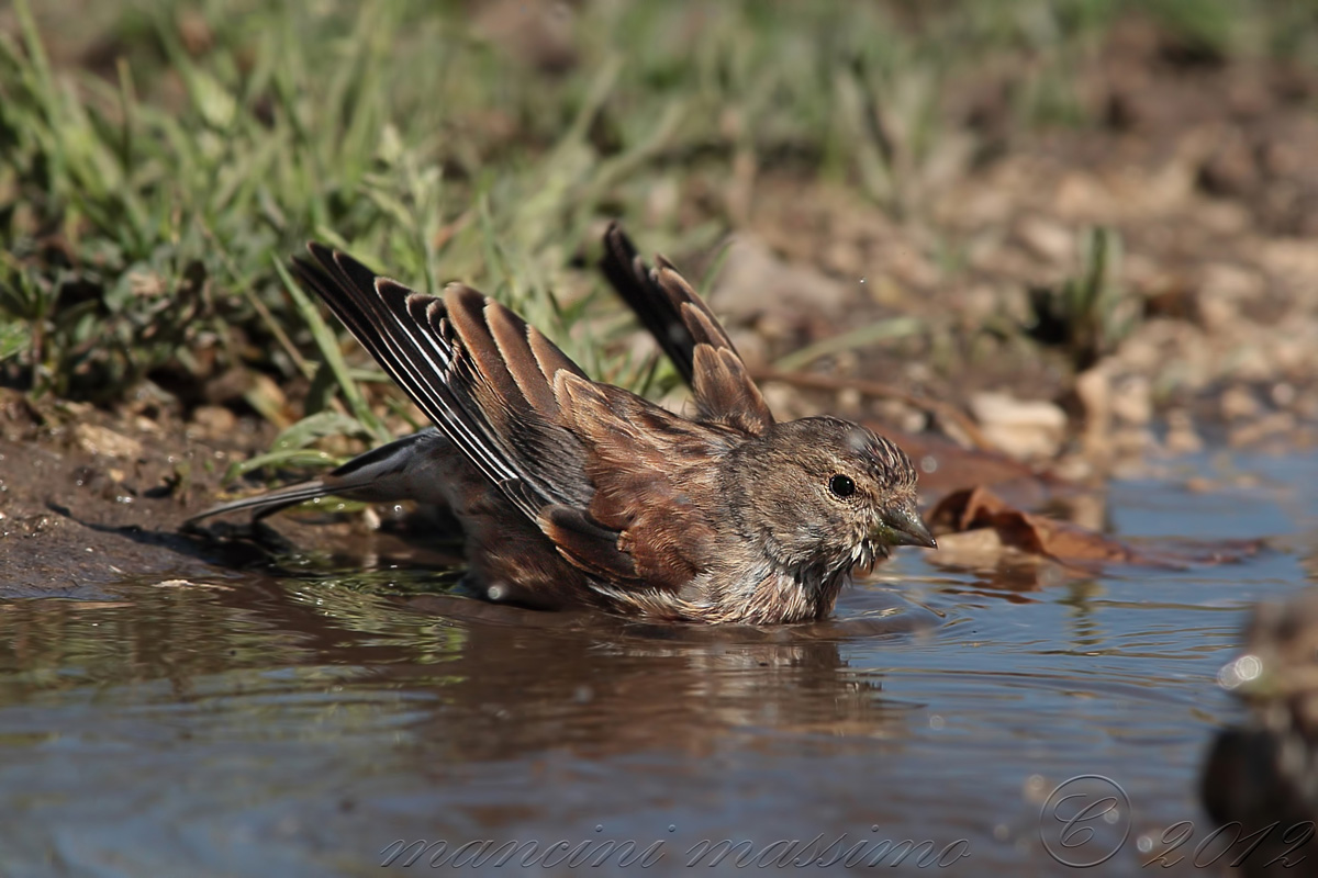 Linnet (Carduelis cannabina)