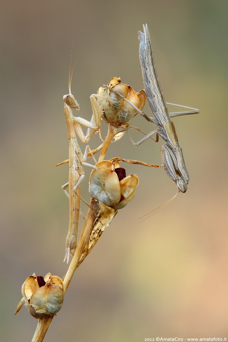 Pseudoyersinia lagrecai (Lombardo, 1984)  - Mantidae