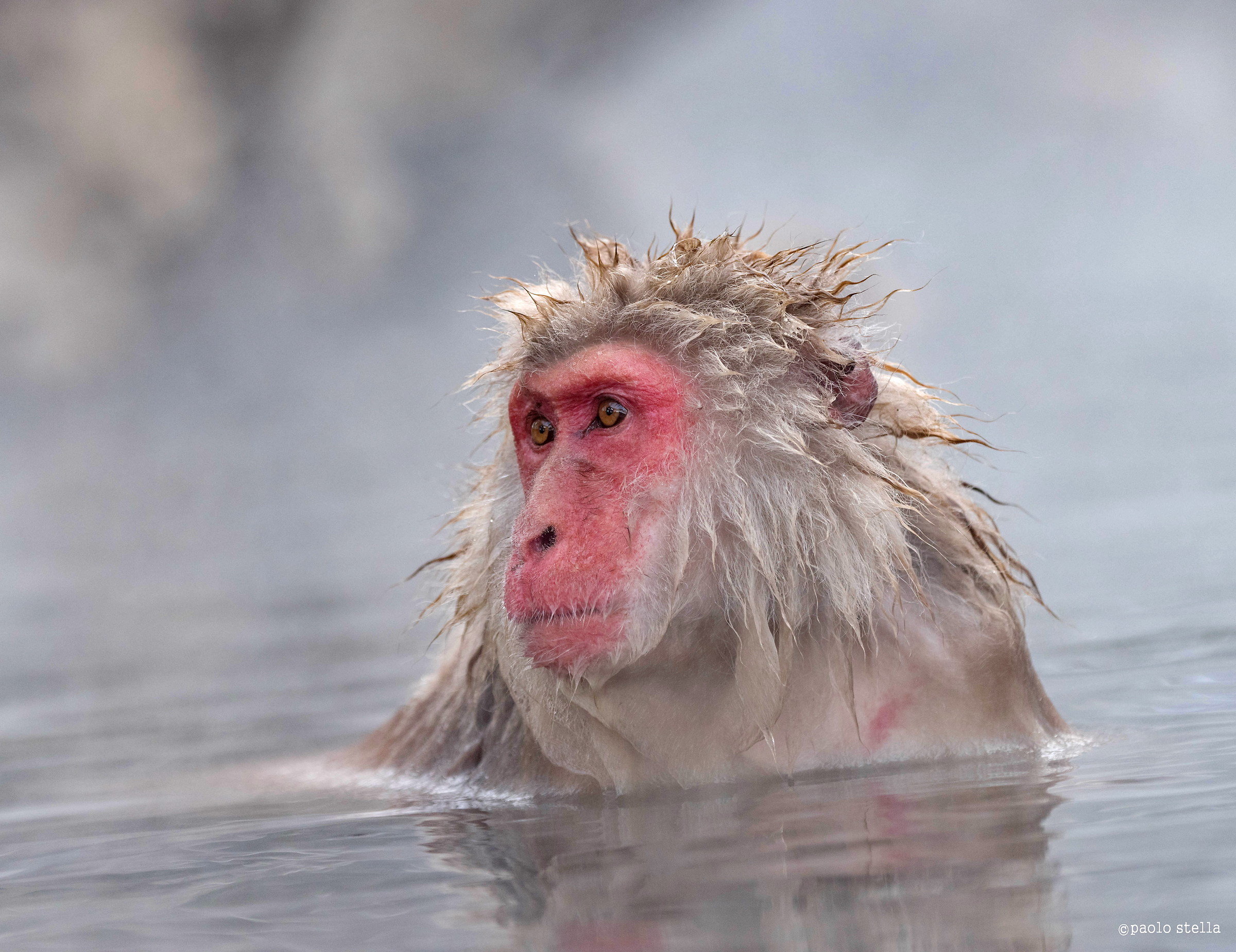 wet monkey