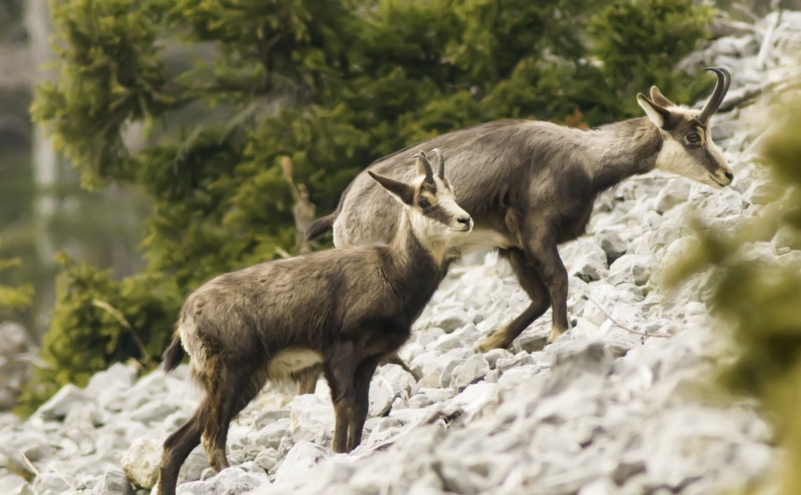 Chamois mother and son
