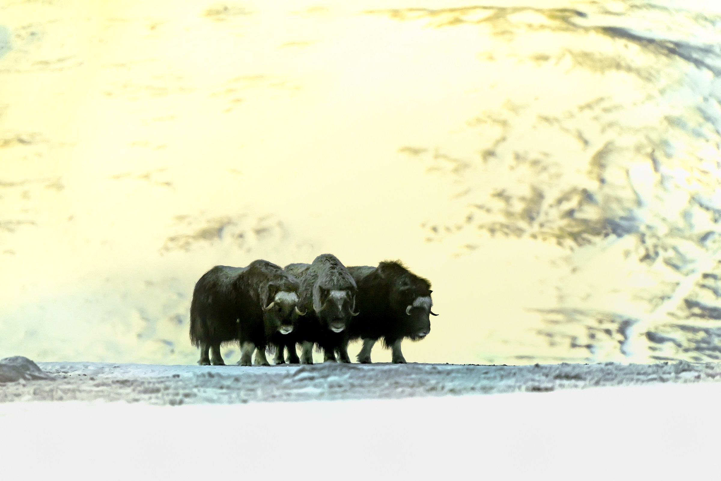 Dovrefjell 2017 - Musk ox, tra il cielo e il gelo