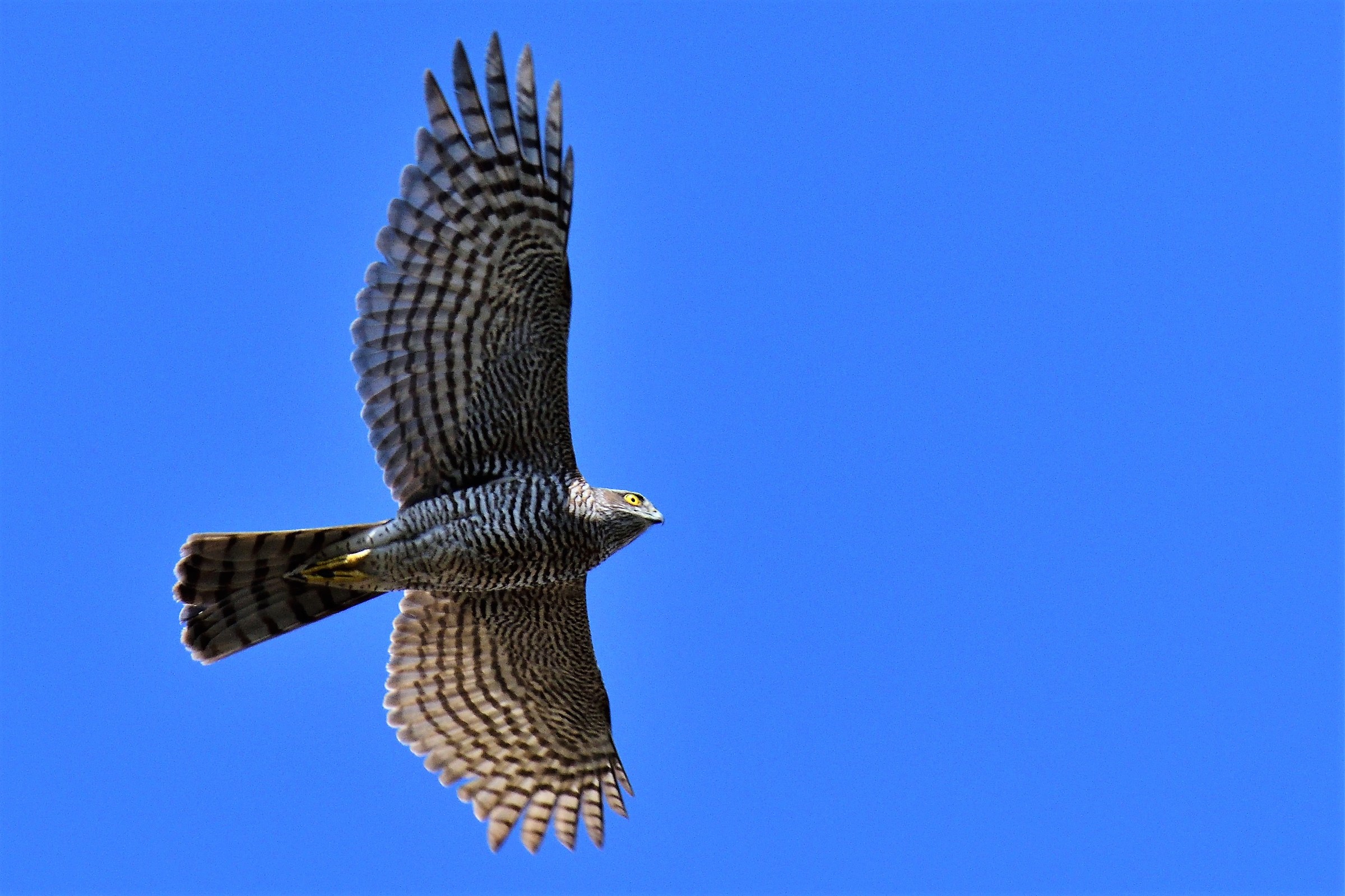 sparrowhawk 2