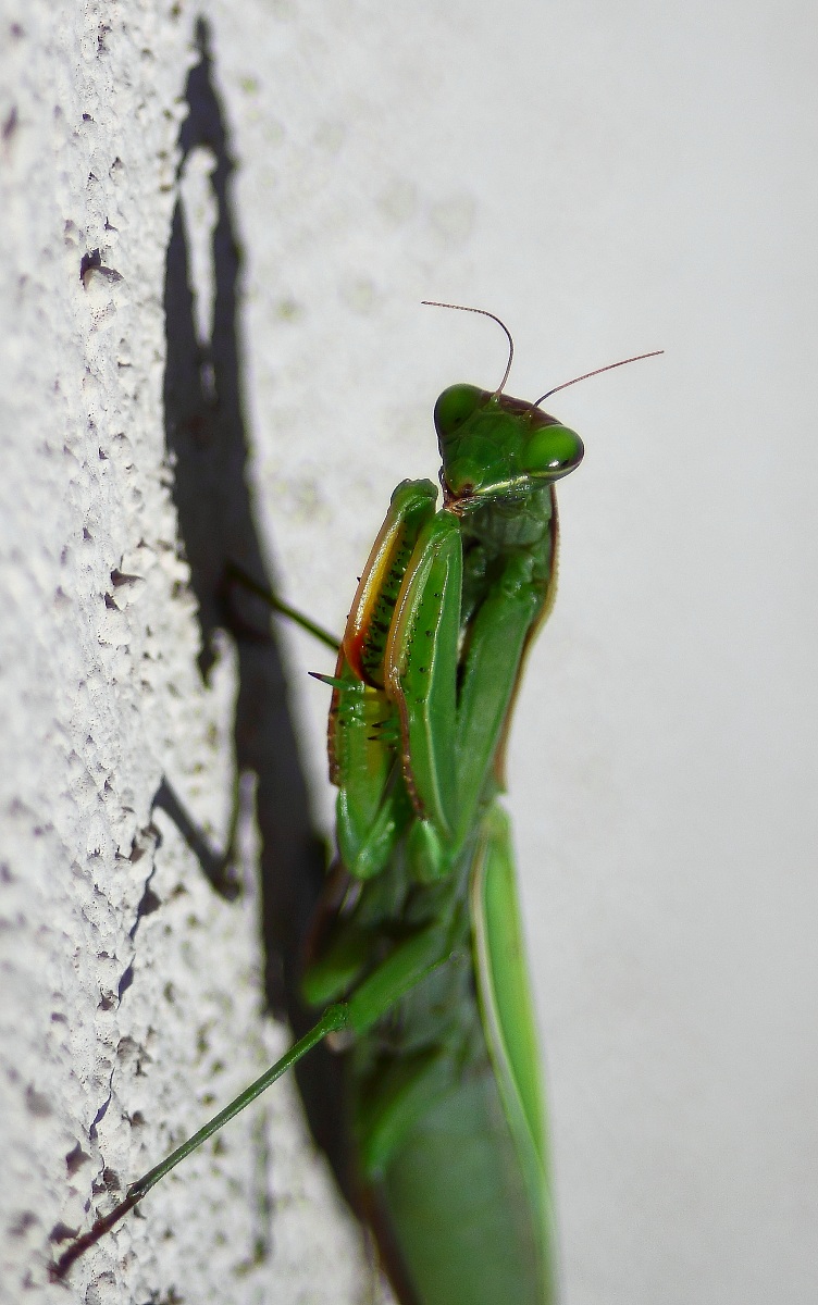 Mantis Religiosa