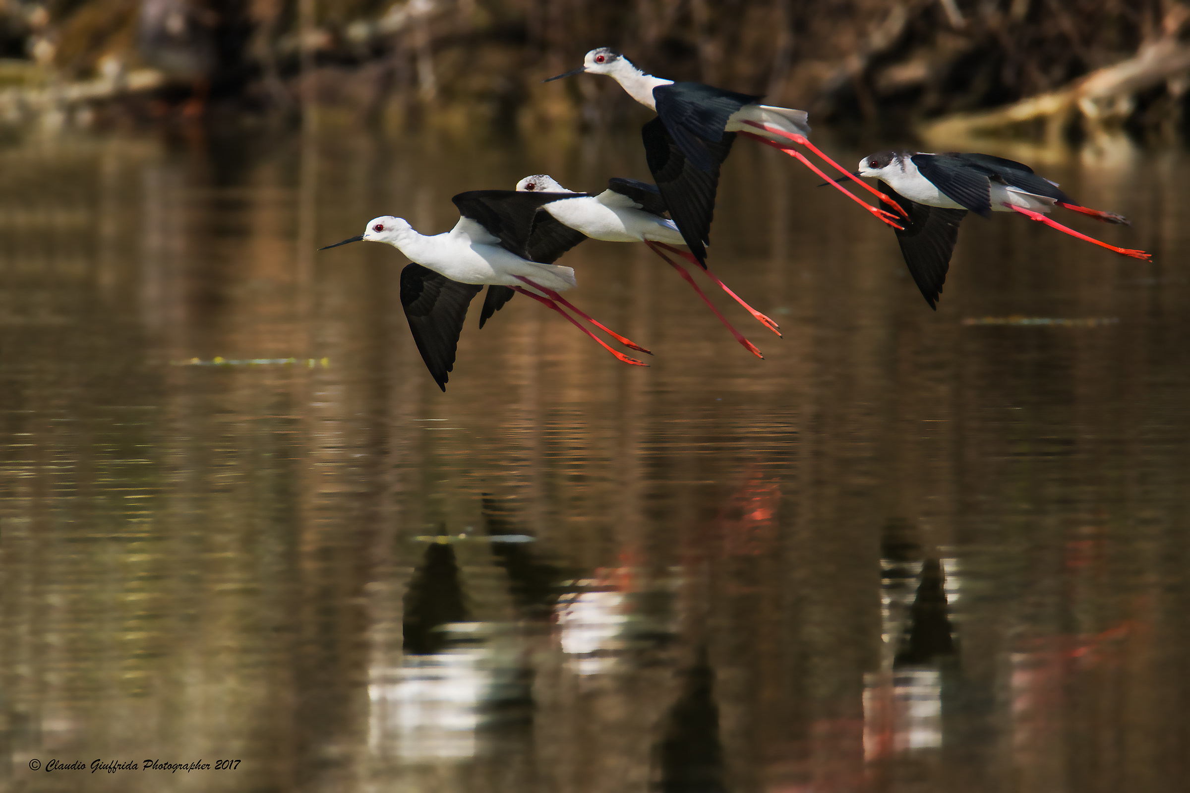 Himantopus himantopus