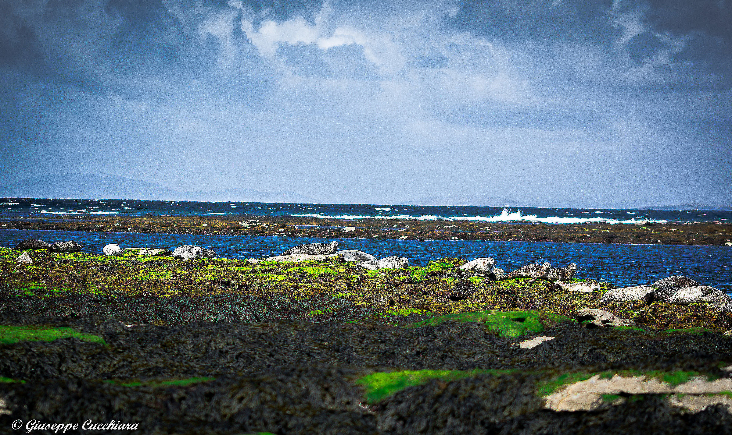 Seals in Inishmore