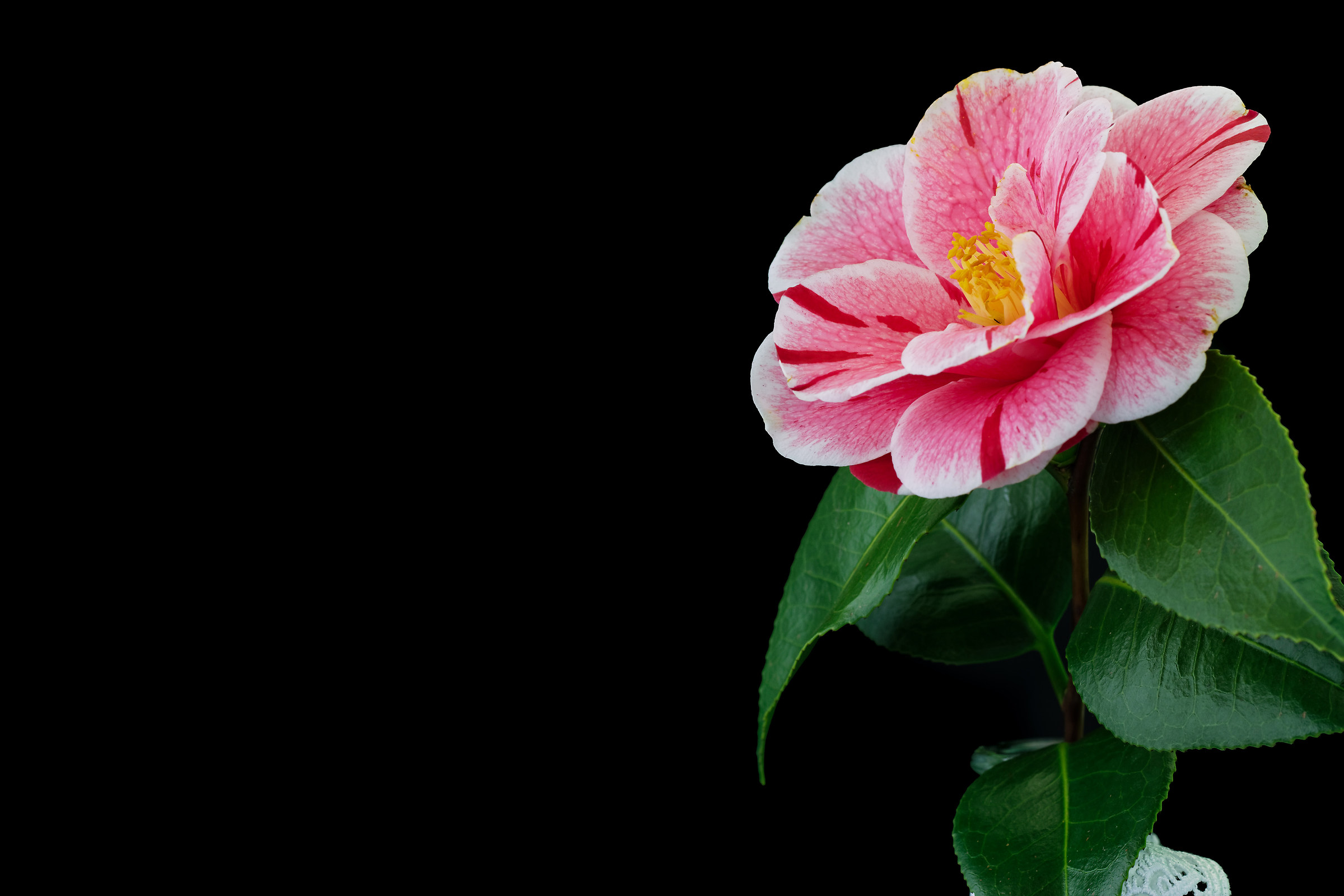 Camellia spring flower