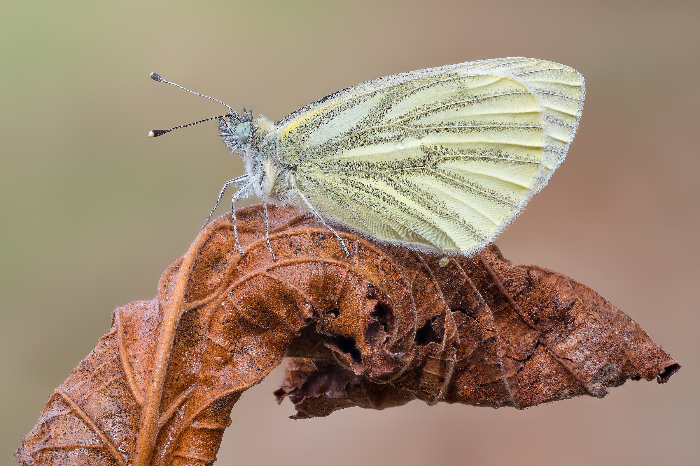 The pieris and his leaf