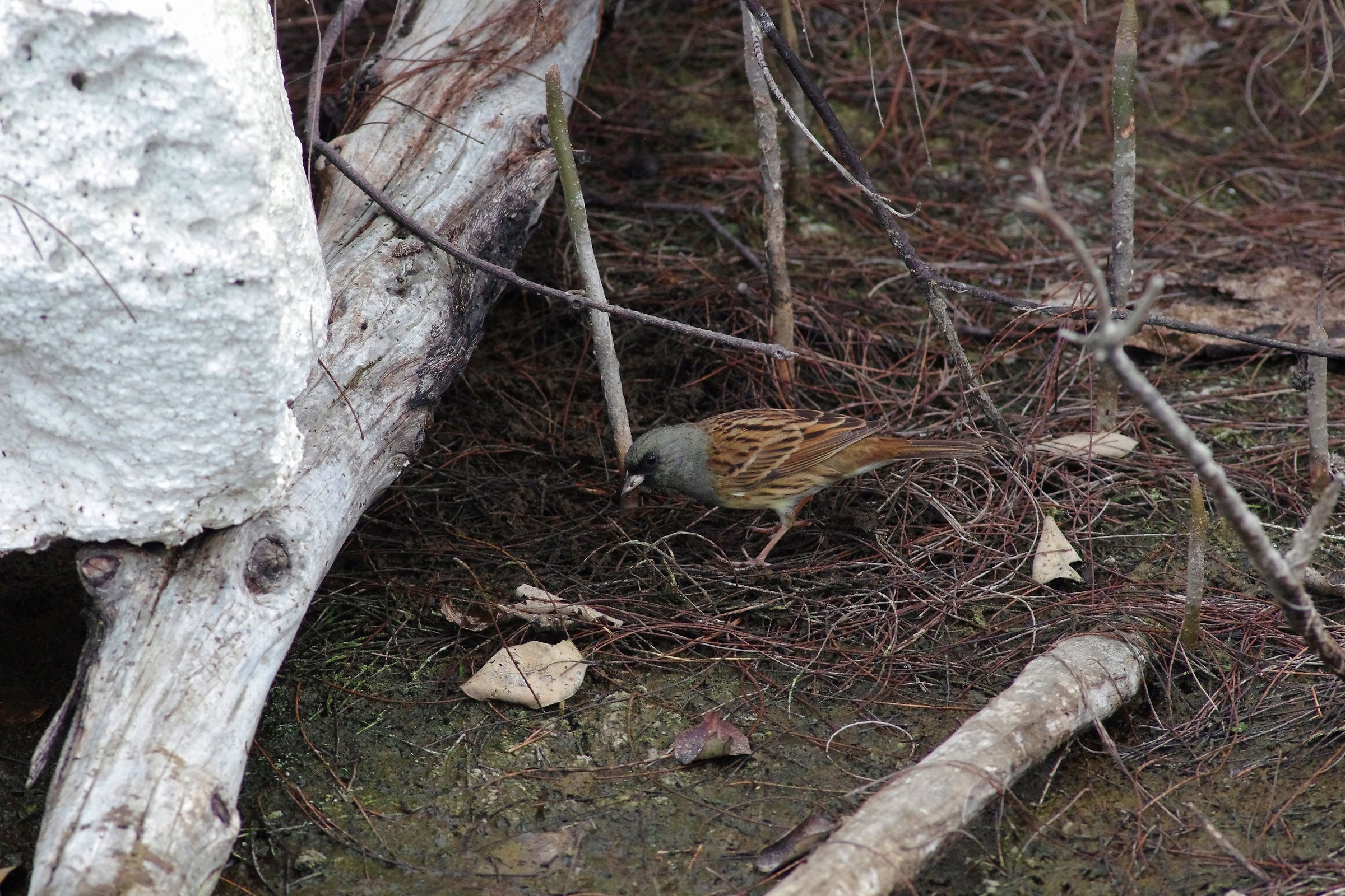 Black-faced Bunting