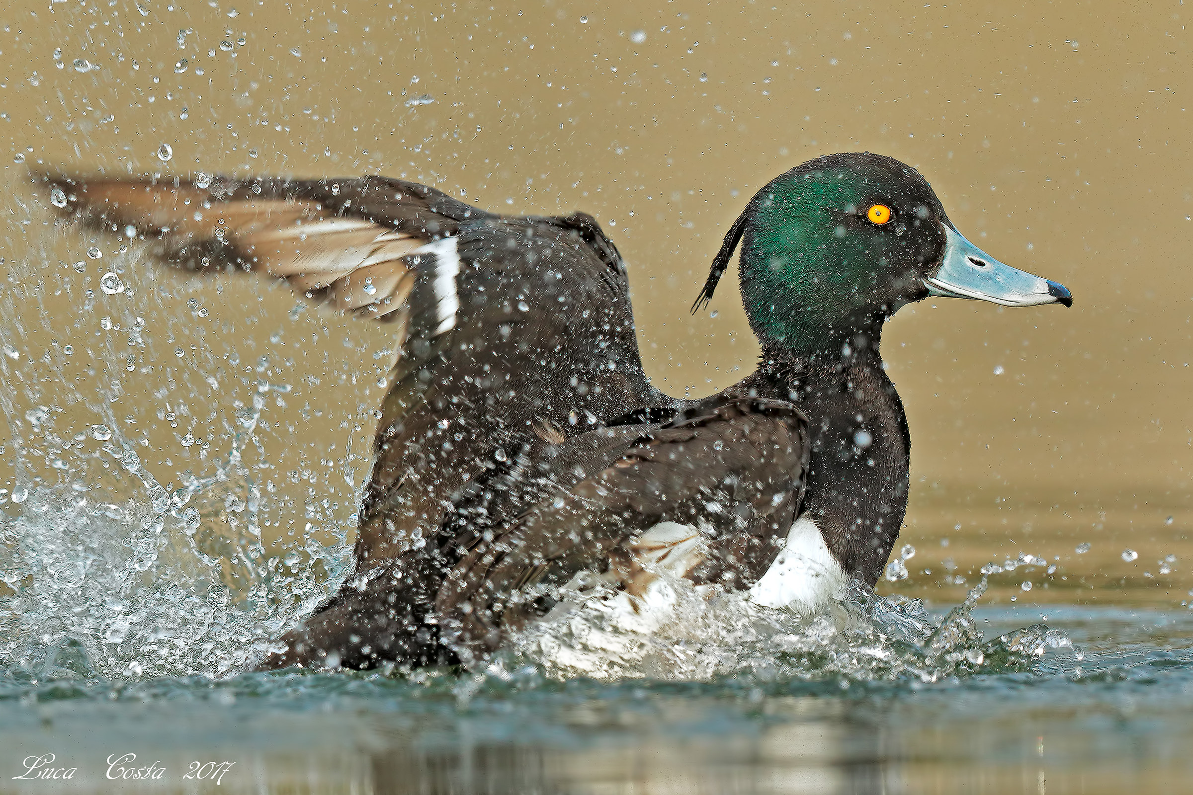 Moretta to the bathroom