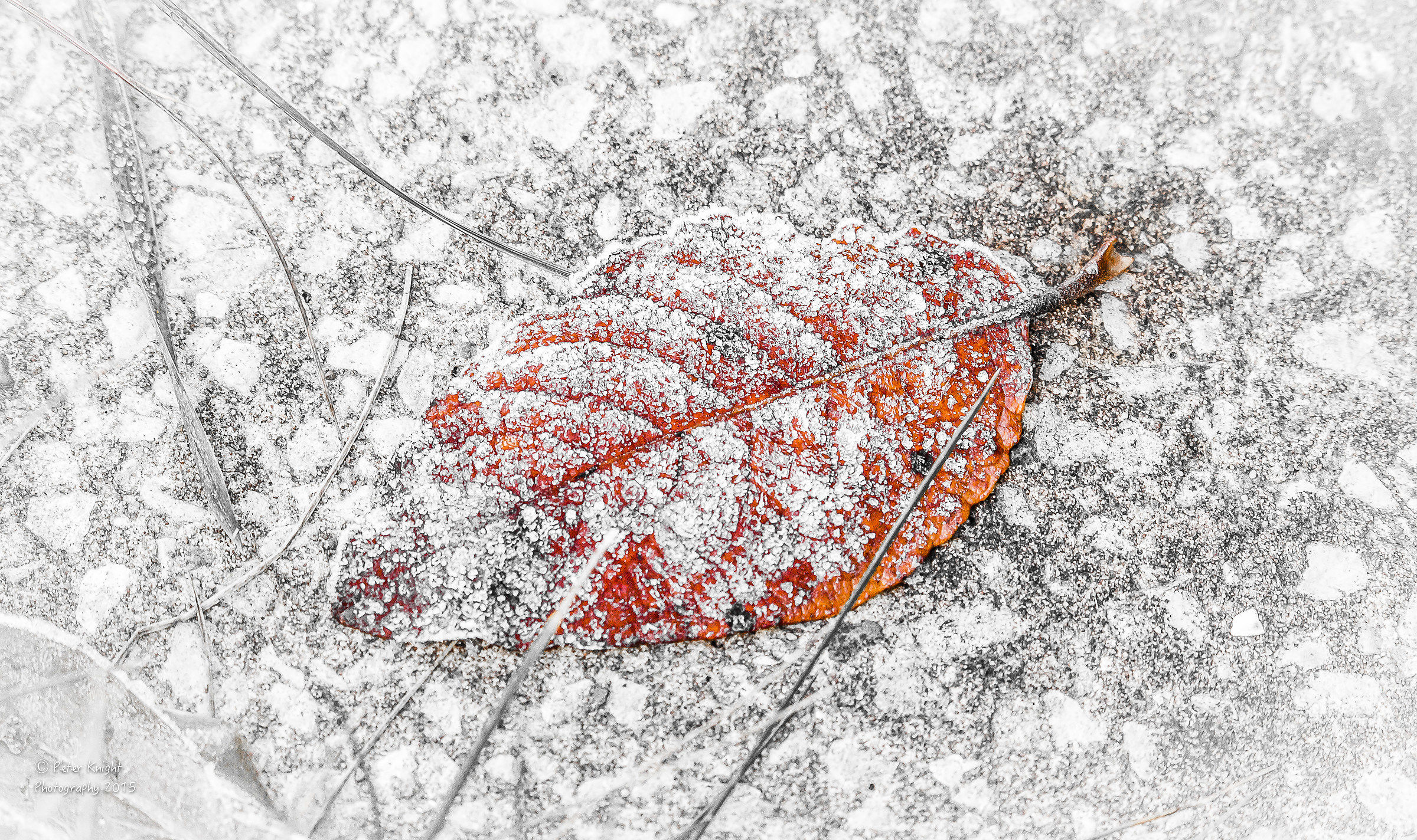 the death of autumn Summers