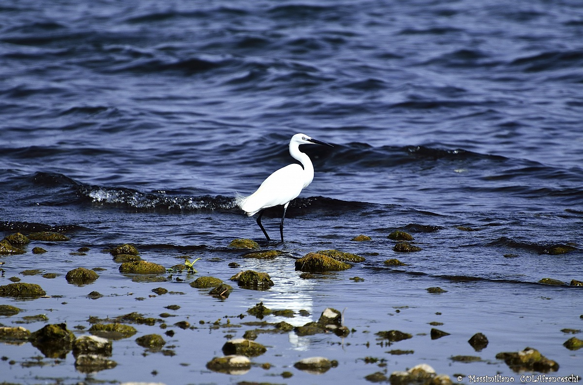Little Egret (Egretta Egret)