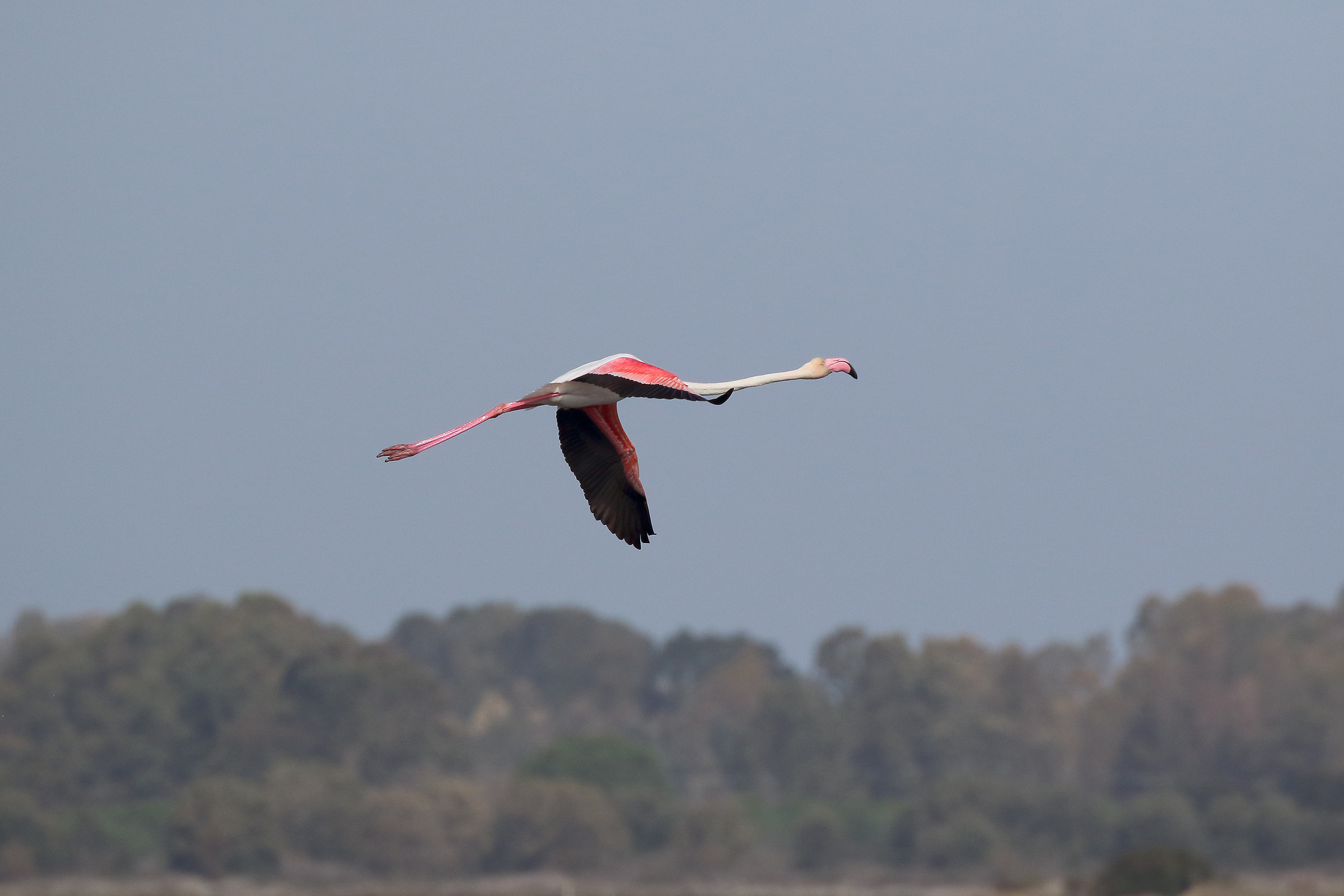 Flamingo in Flight