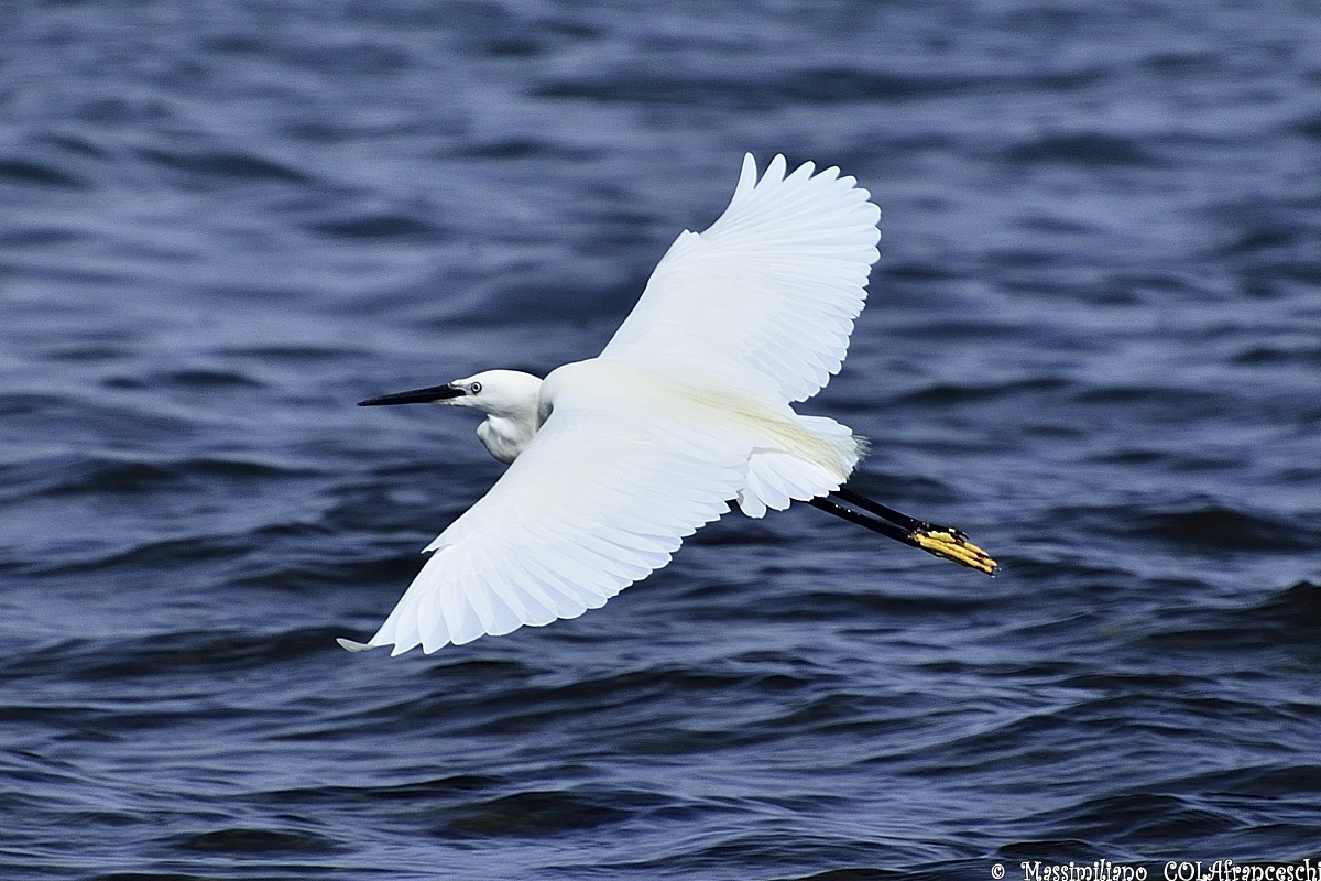 Garzetta (Egretta Garzetta)