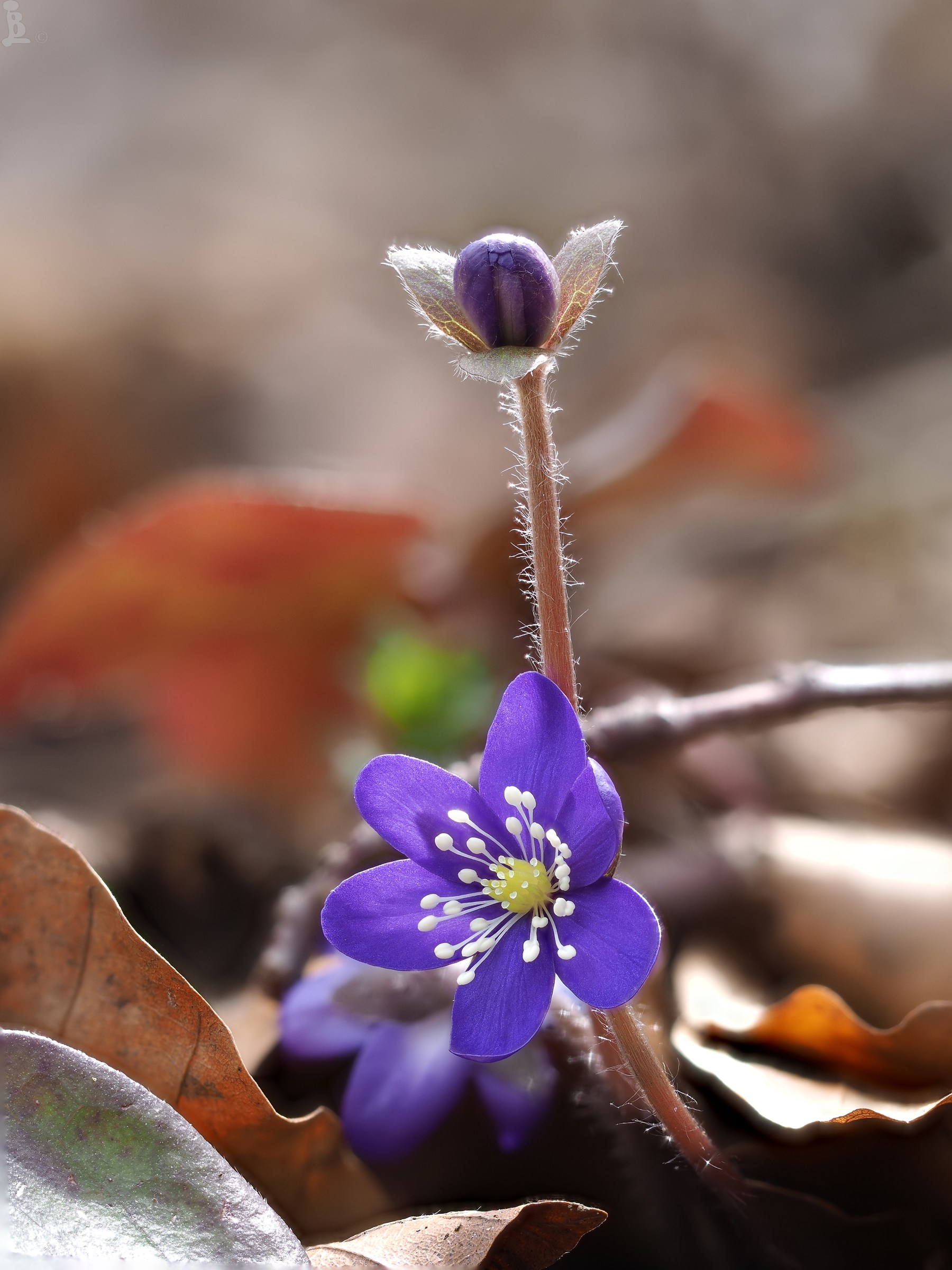 Hepatica nobilis 7