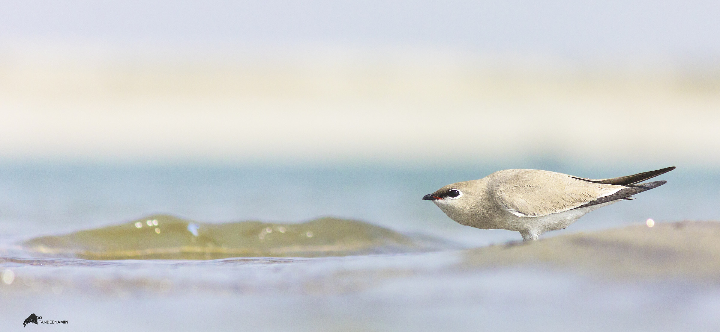 Little Pratincole