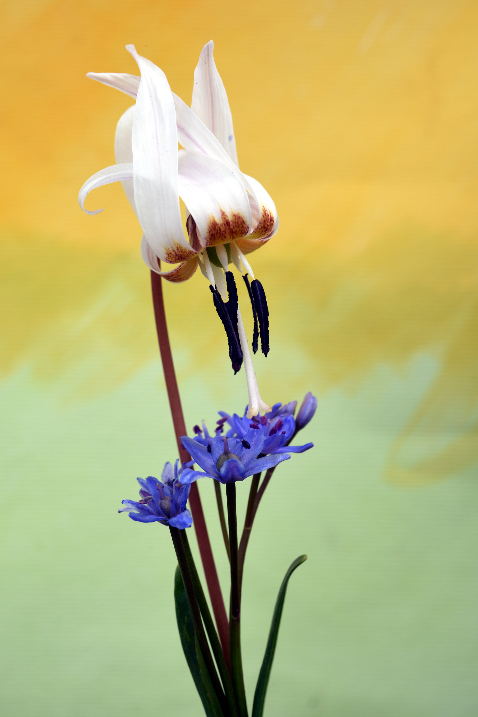 Erythronium dens-canis