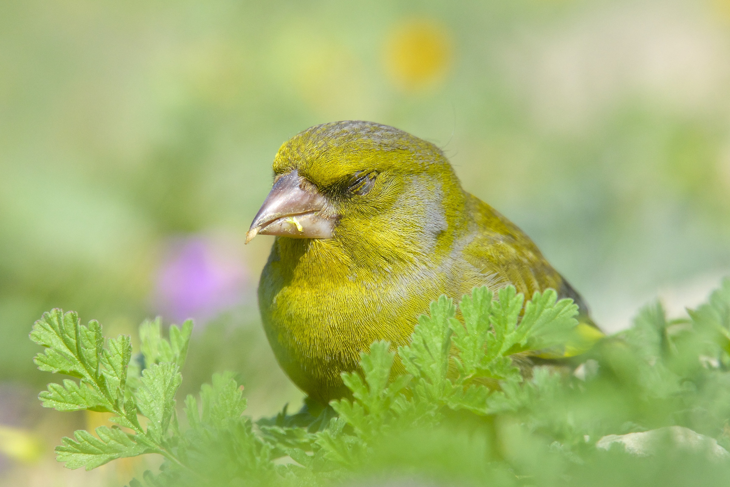 The nap of the greenfinch
