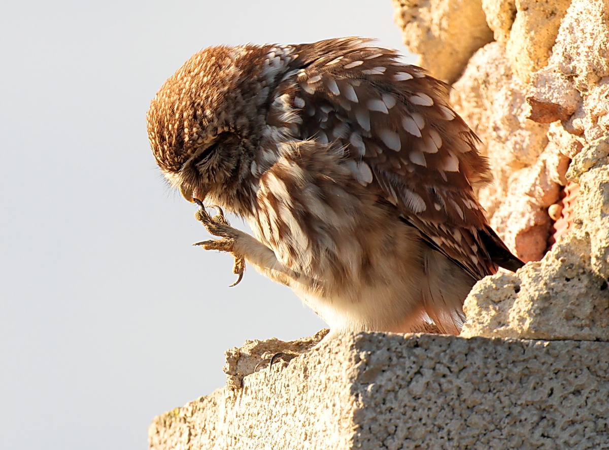 artigli (affilatura)