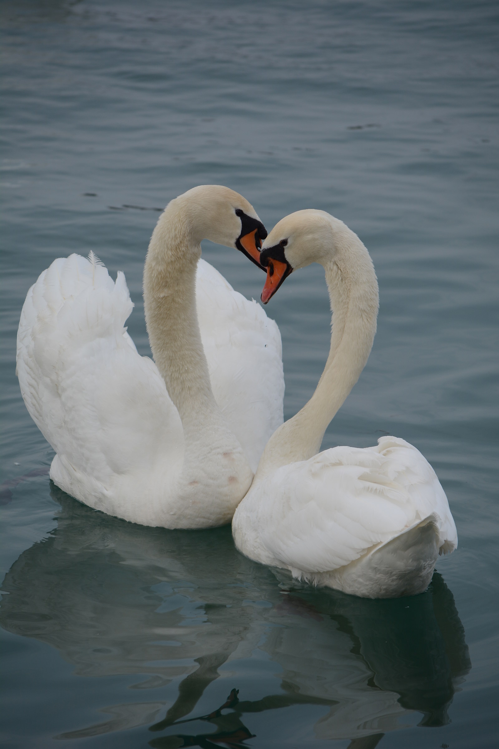 heart of swans