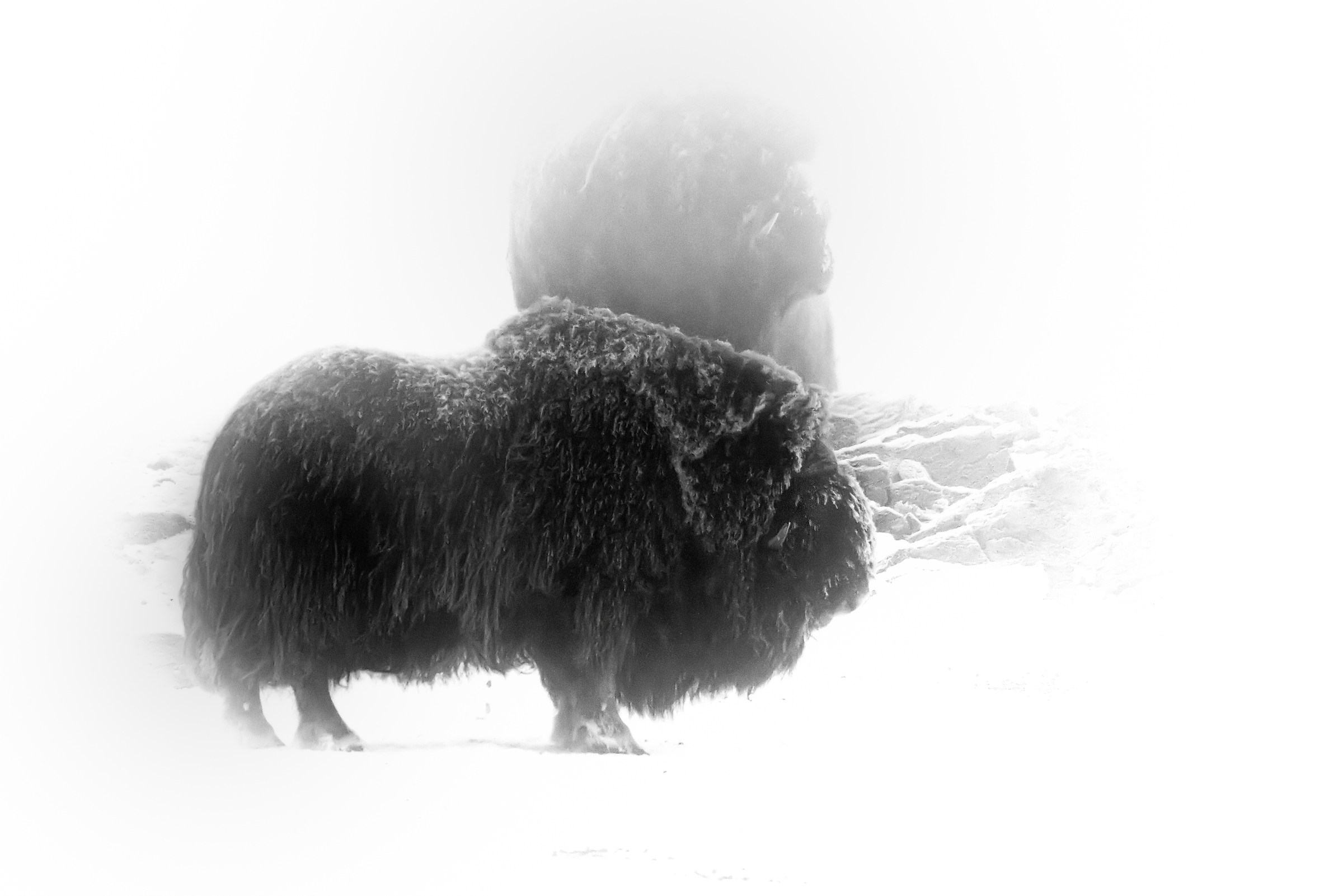 Dovrefjell 2017 - Musk ox, tra la nebbia e il gelo