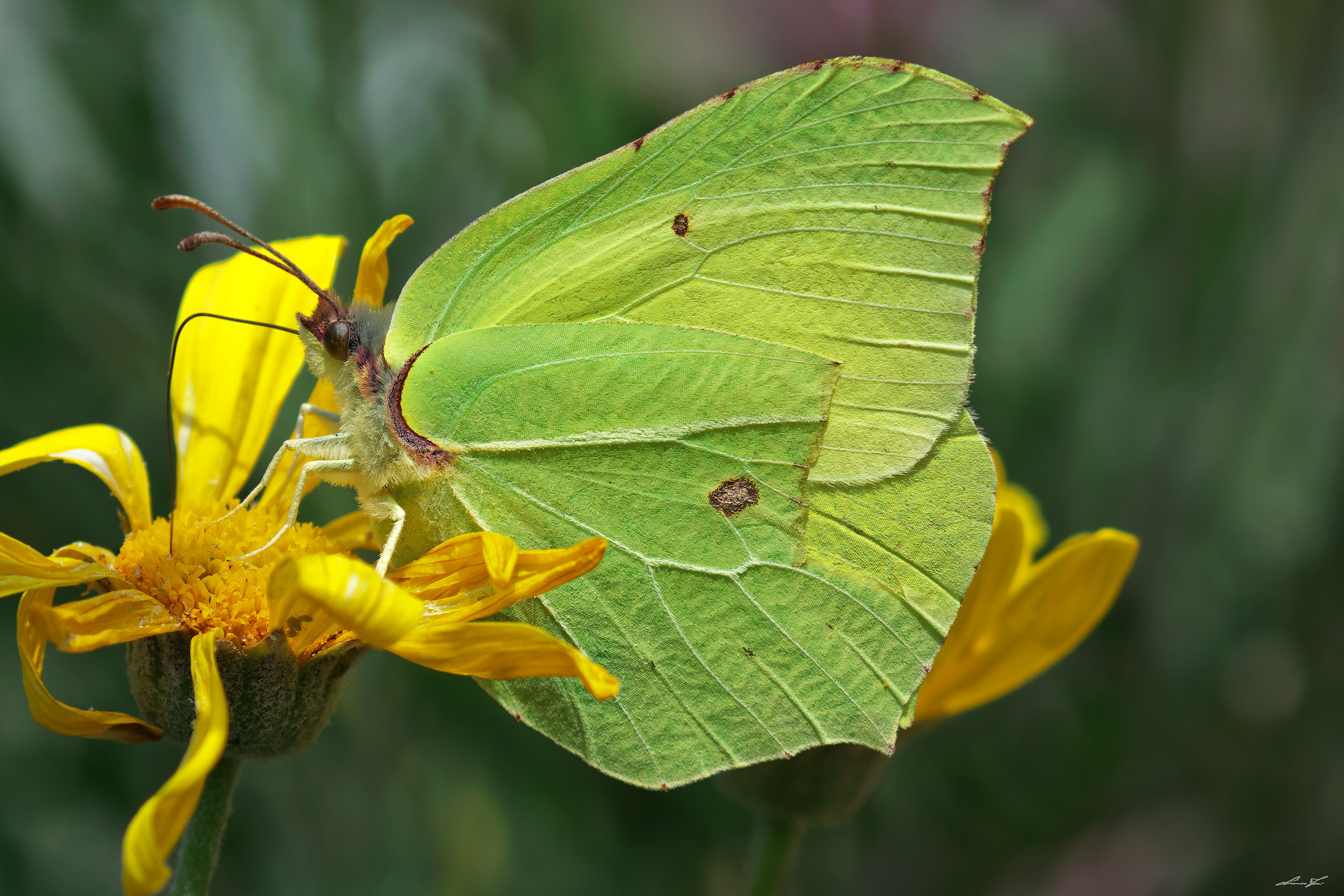 Butterfly leaf ... or ... or leaf Butterfly ...