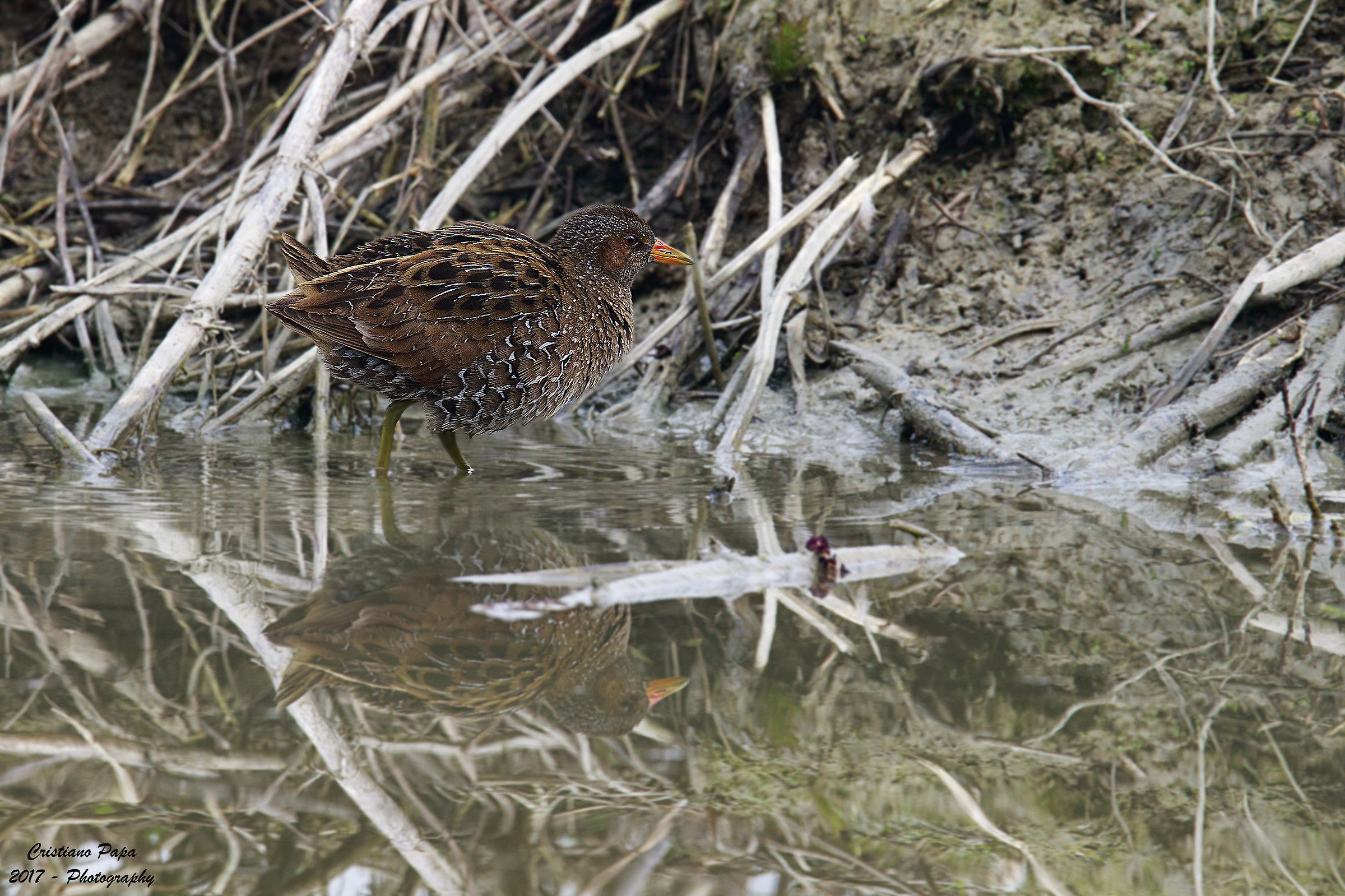 Voltolino ambientato