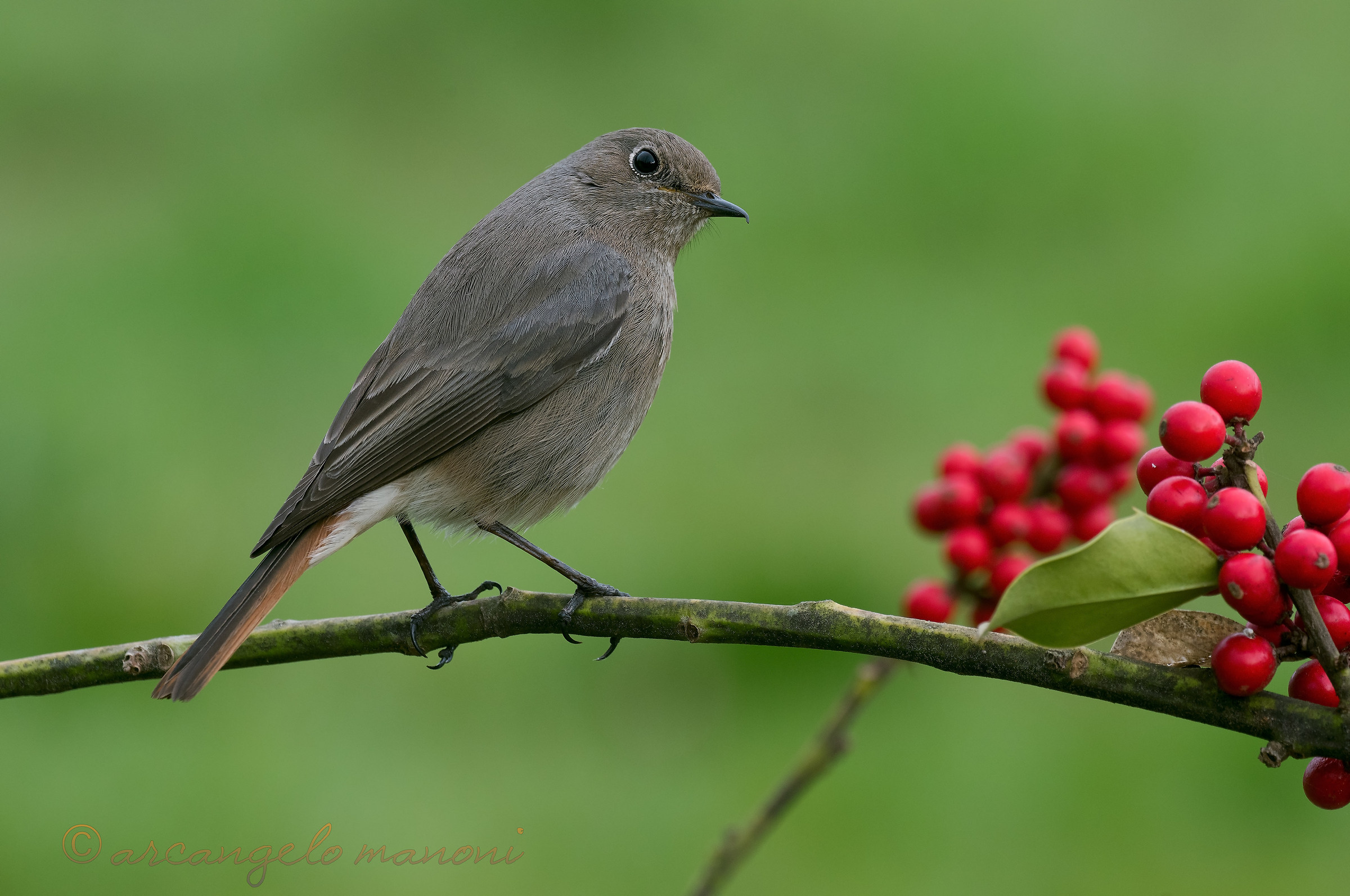 Il rosso e il codirosso