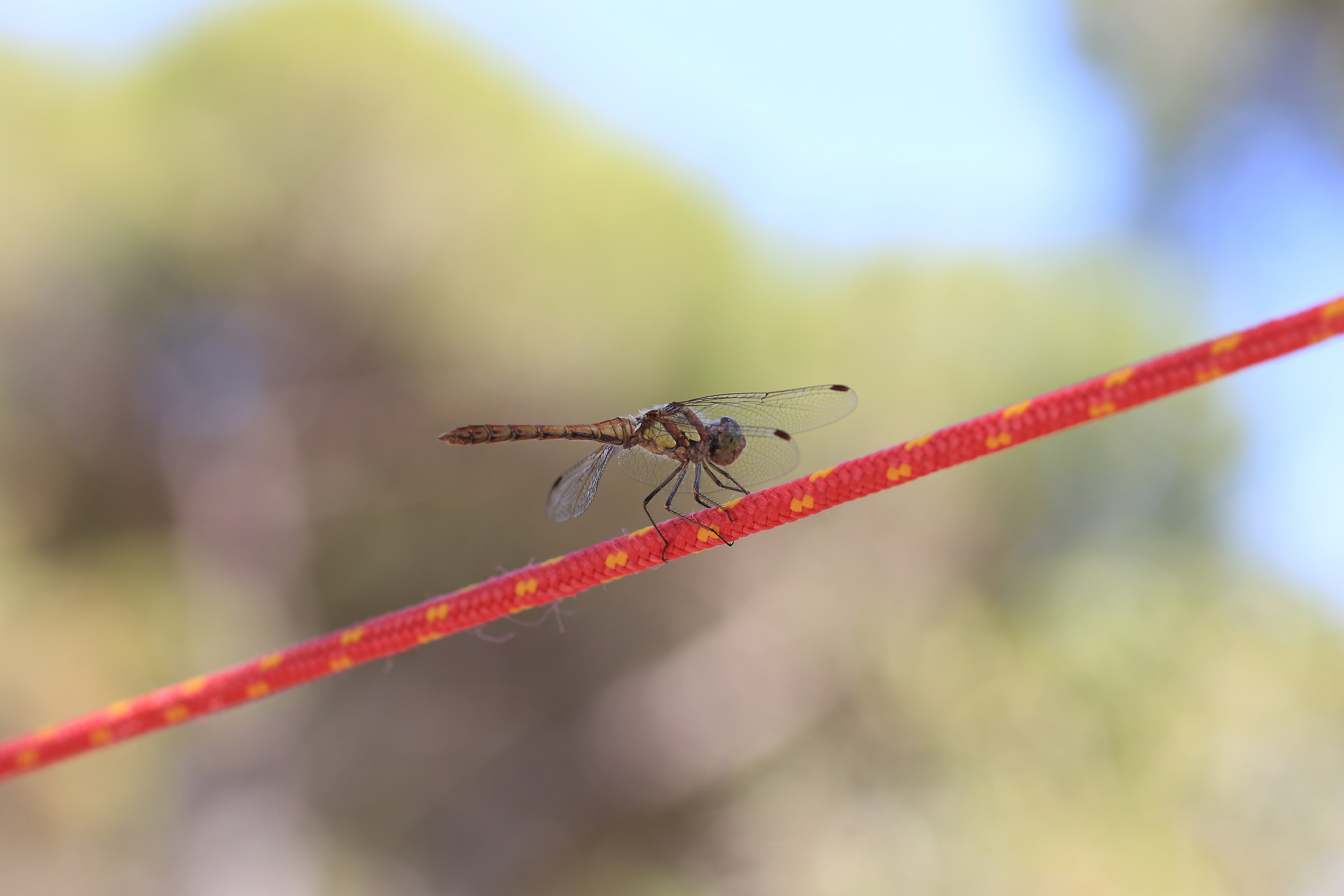 libellula