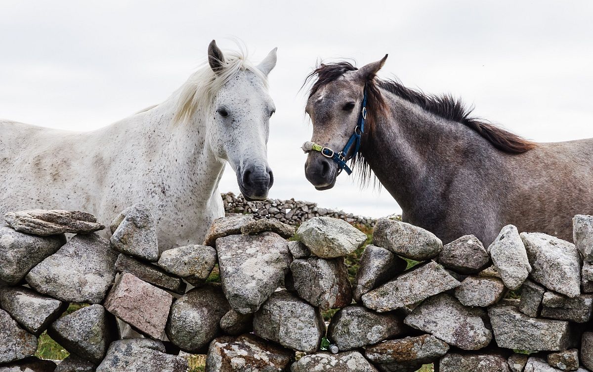 Irish horses