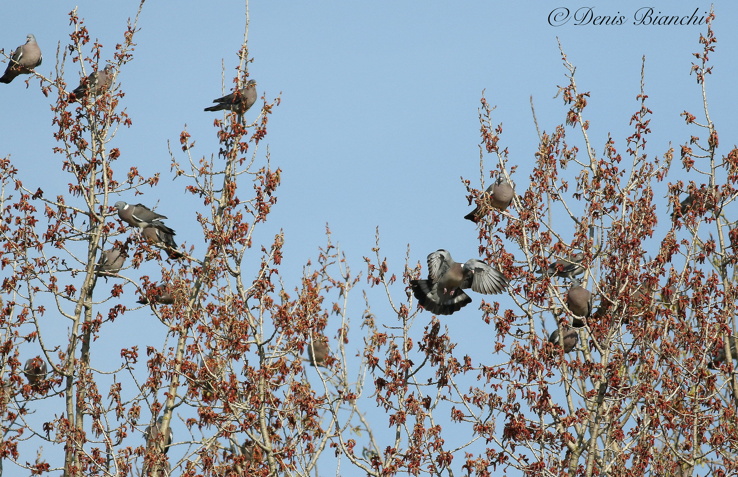 Pigeons poplars