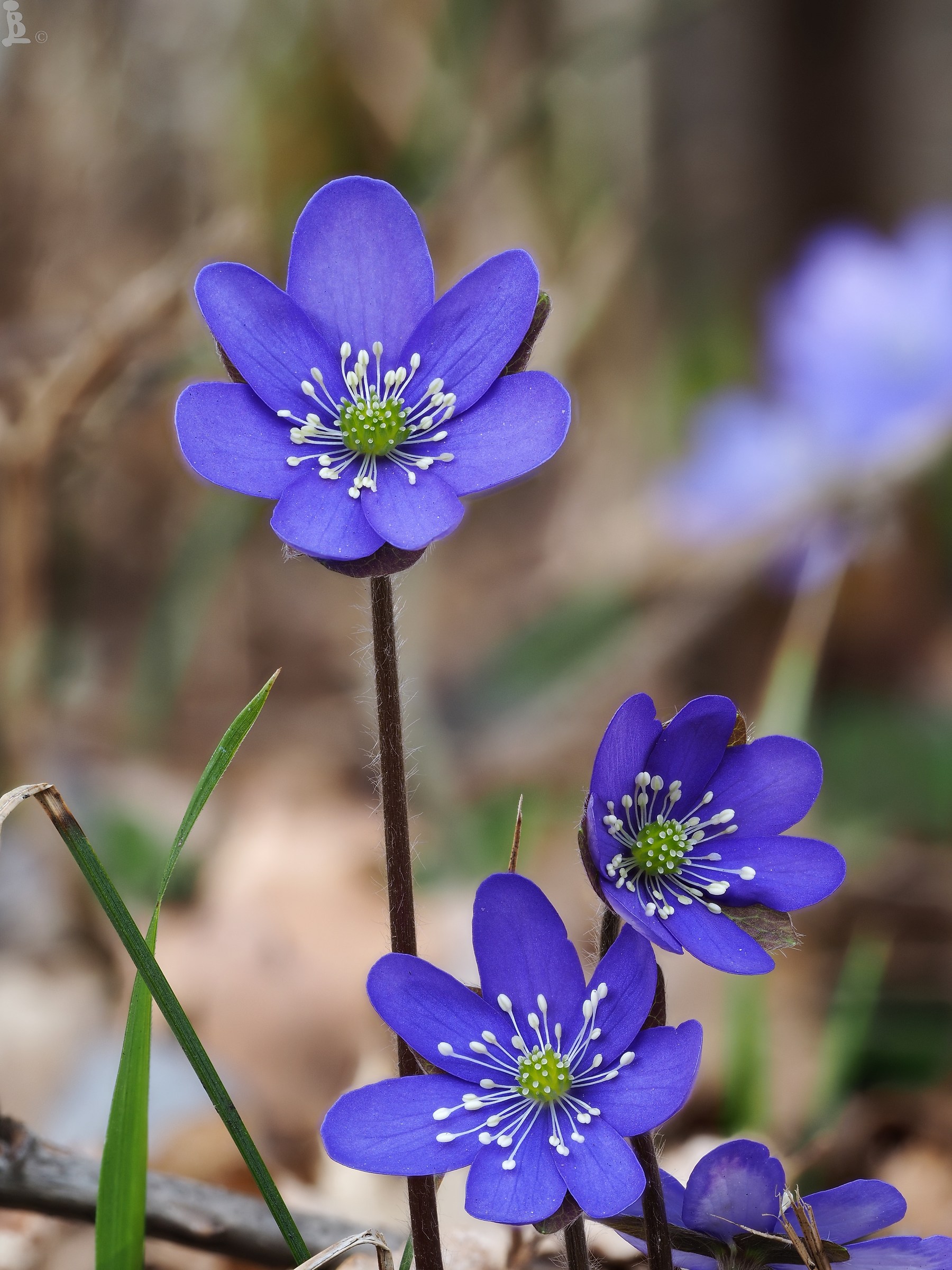 Hepatica nobilis 1
