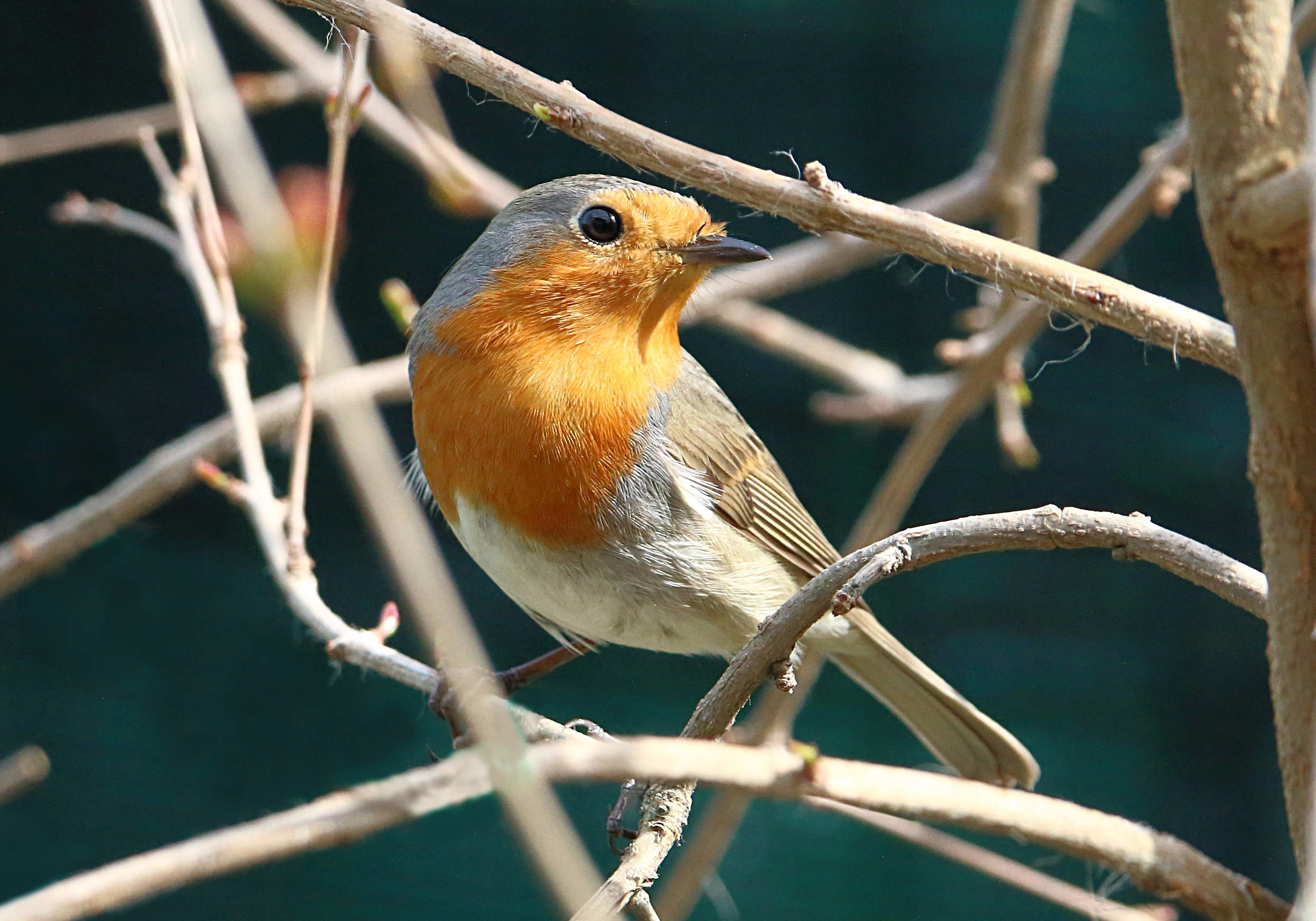 Robin
