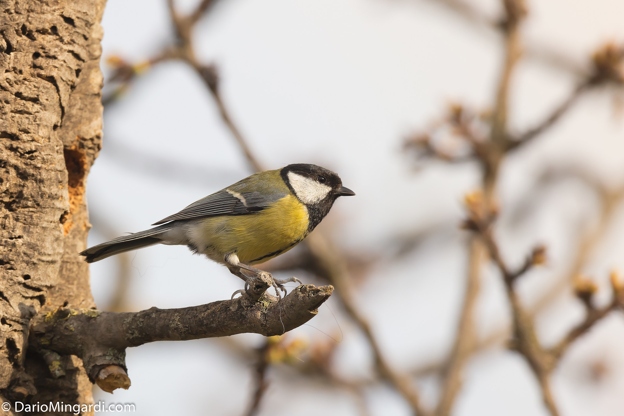 Tit crop 2x 5ds to 11 mt