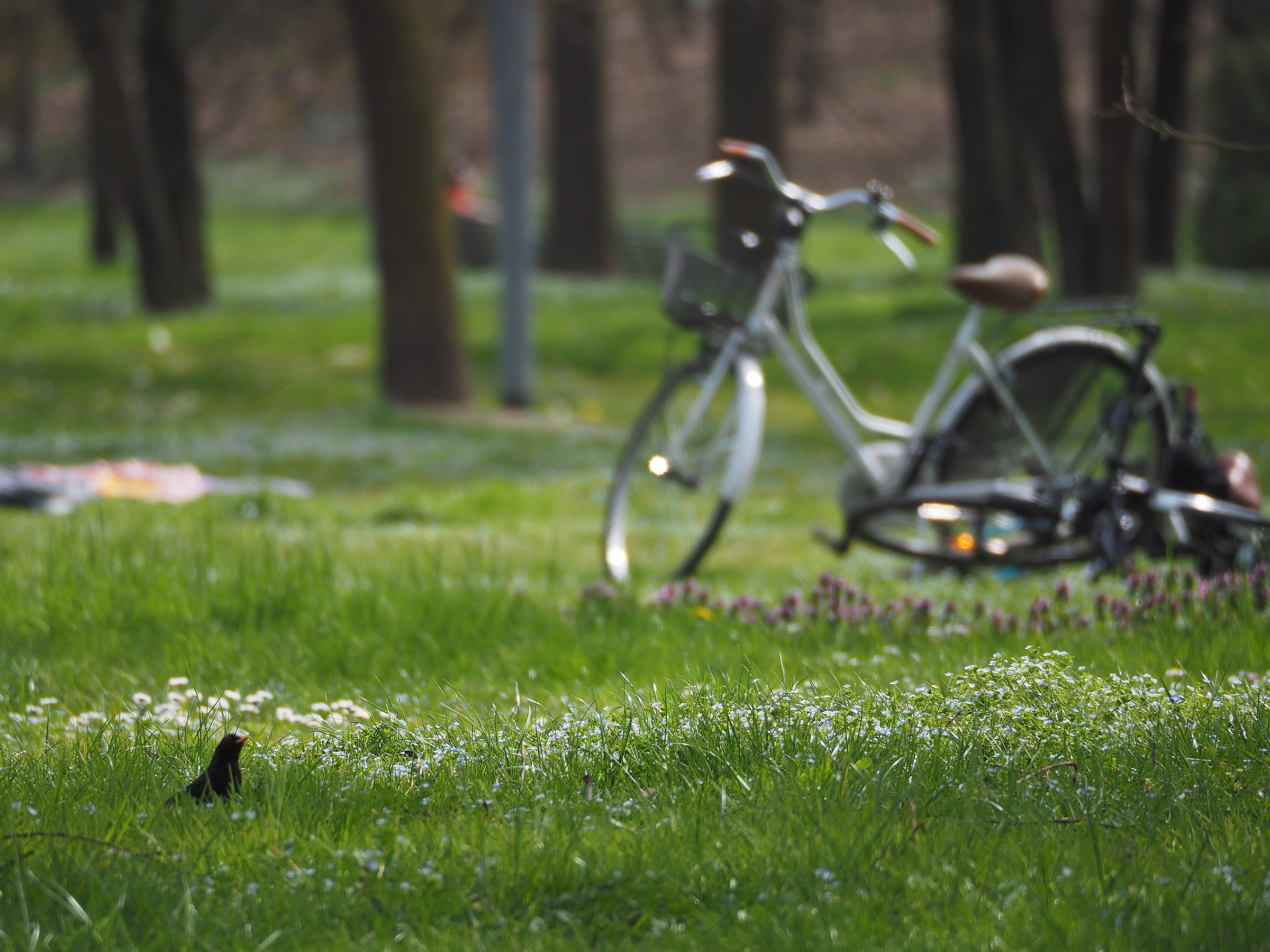 Il merlo e la bici