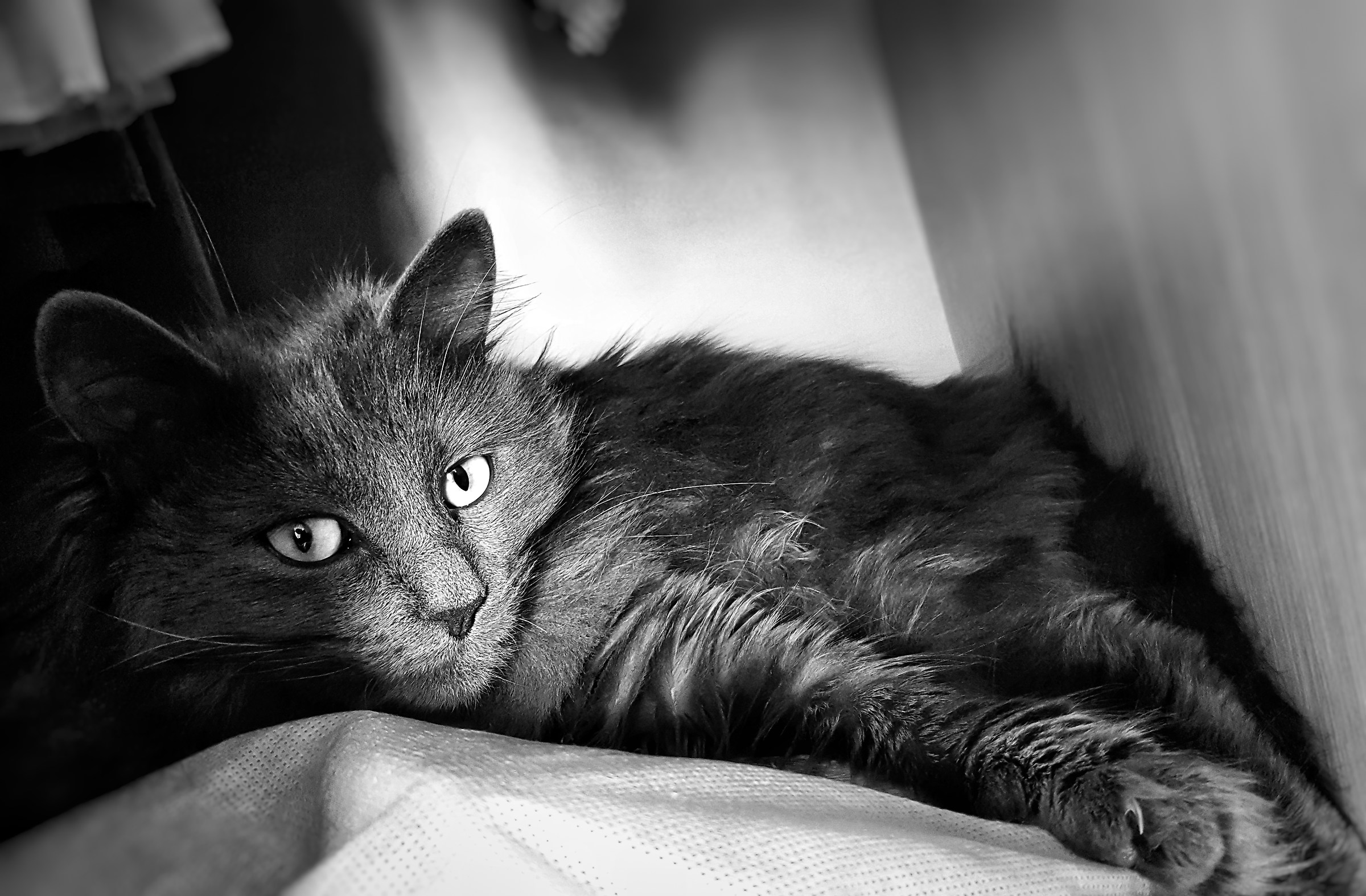 Kitty relaxing into the closet