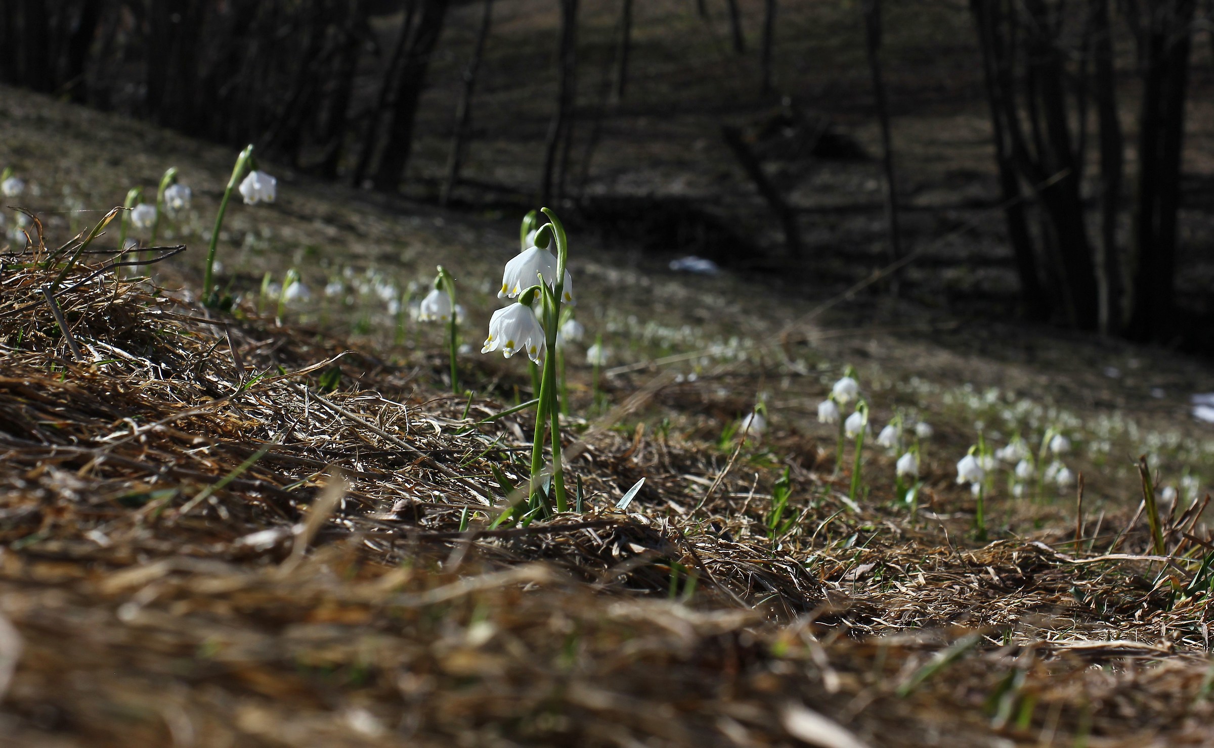 Leucojum vernum