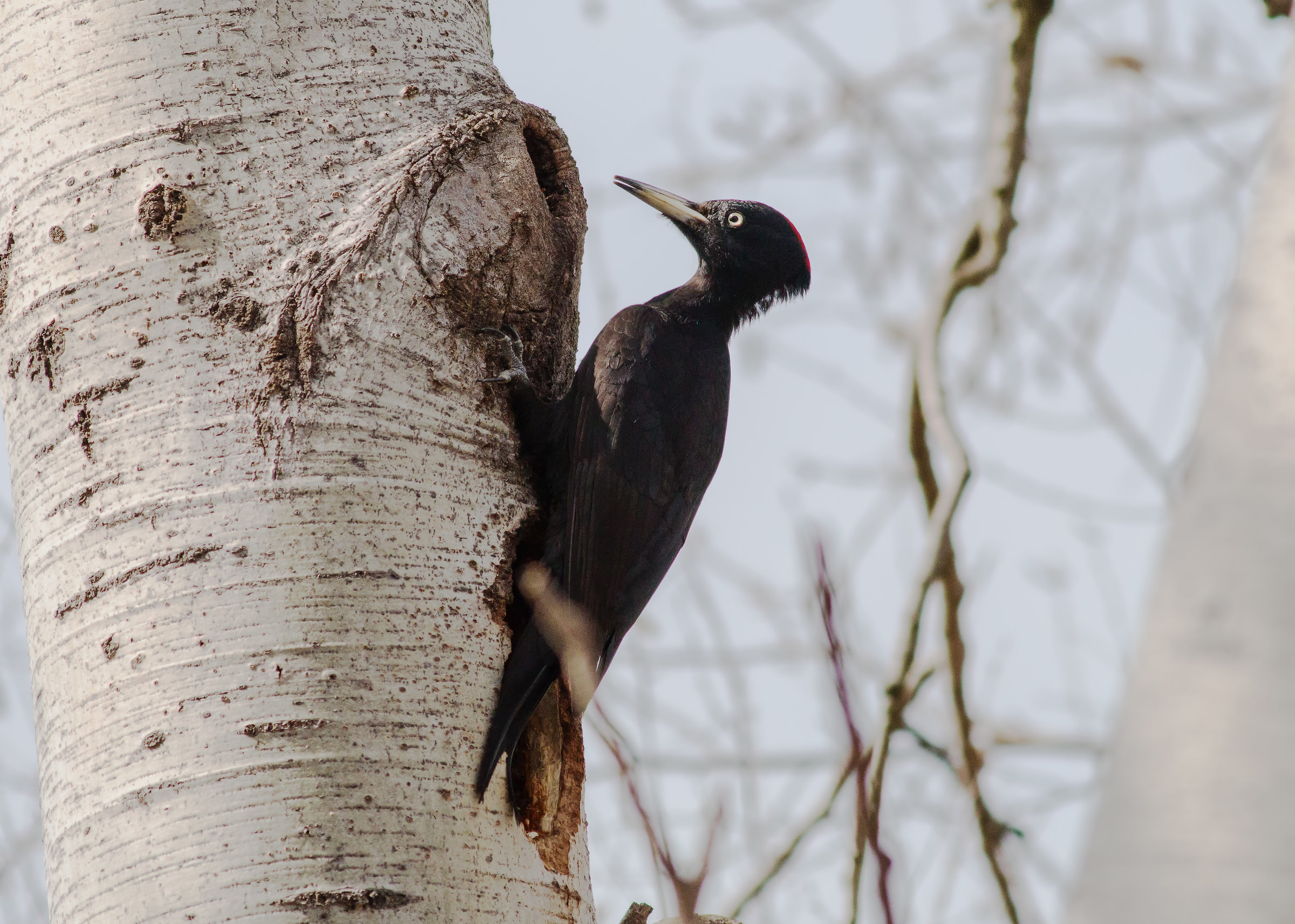 black woodpecker