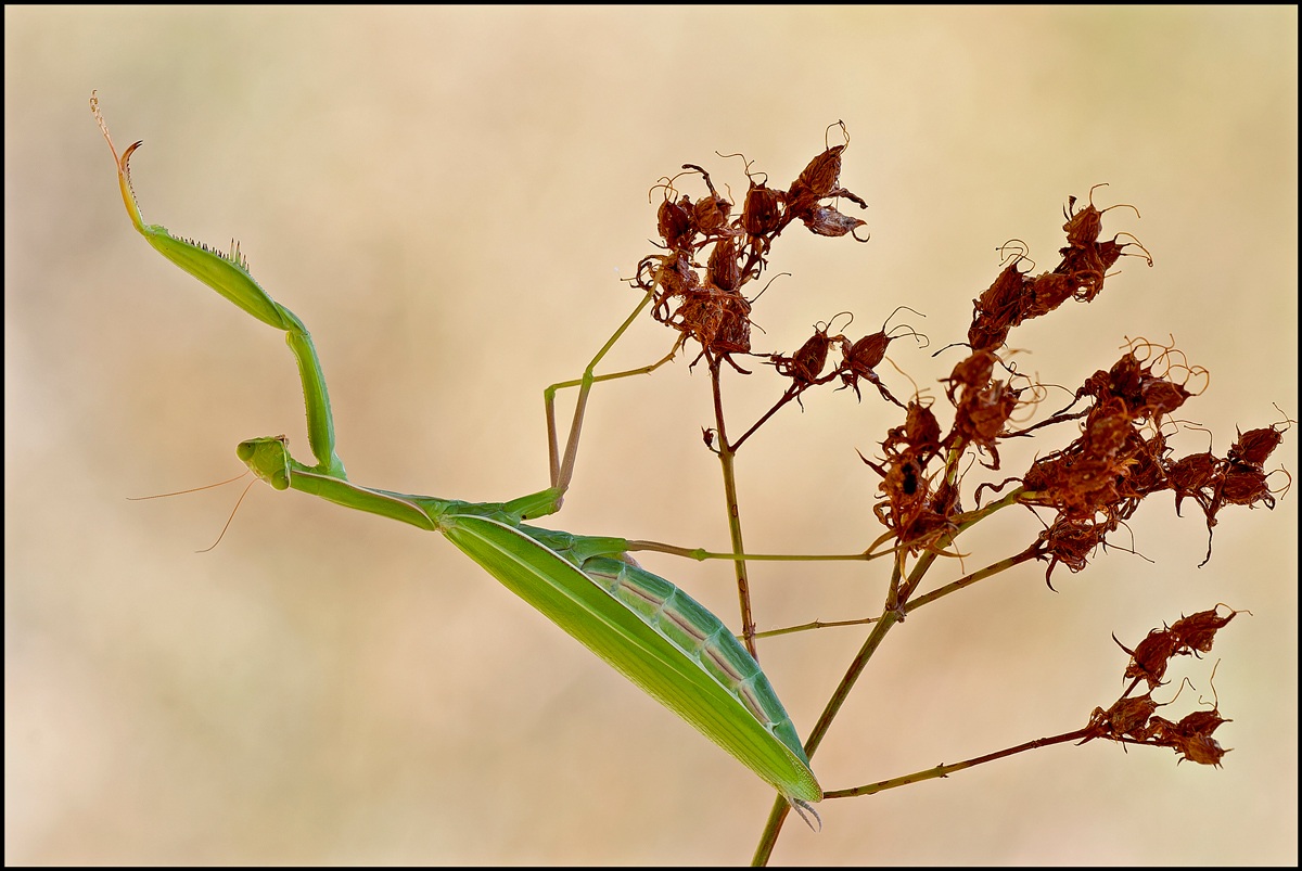 Queen of predators ....... Mantis