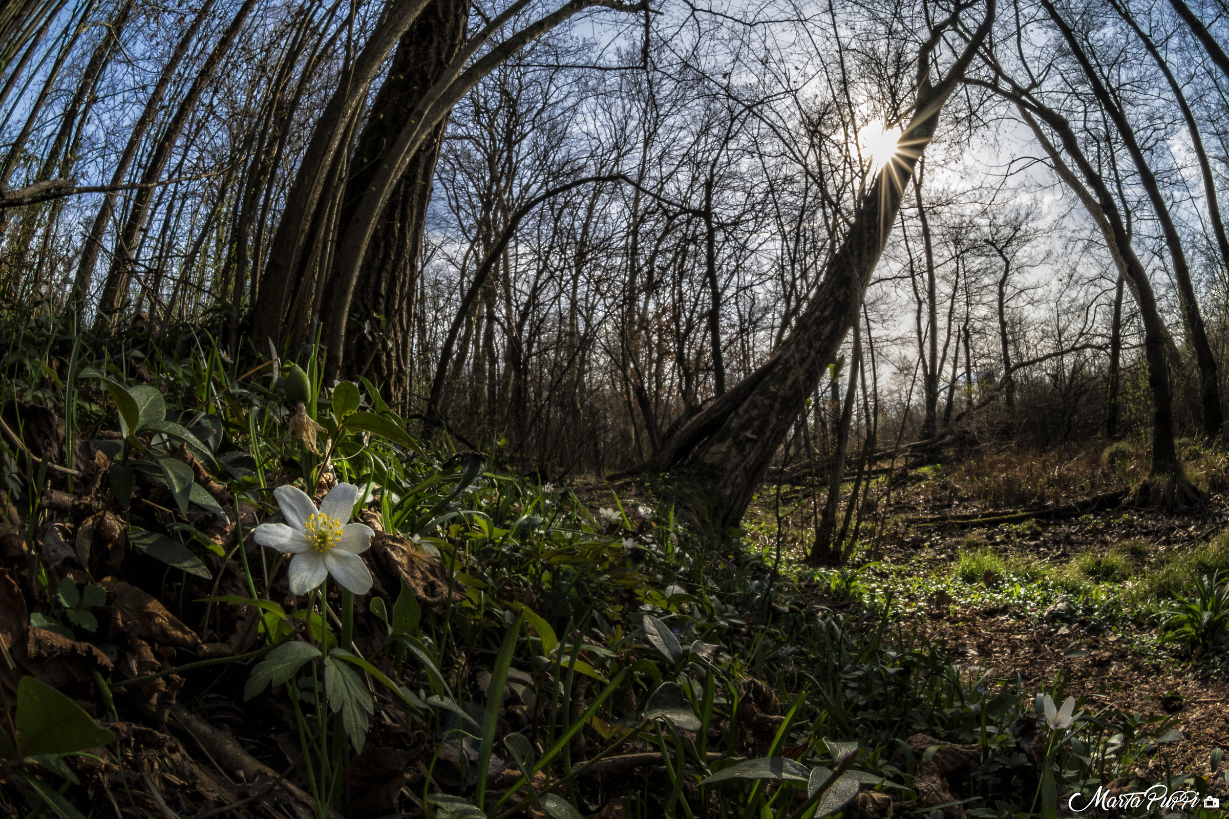 undergrowth awakening