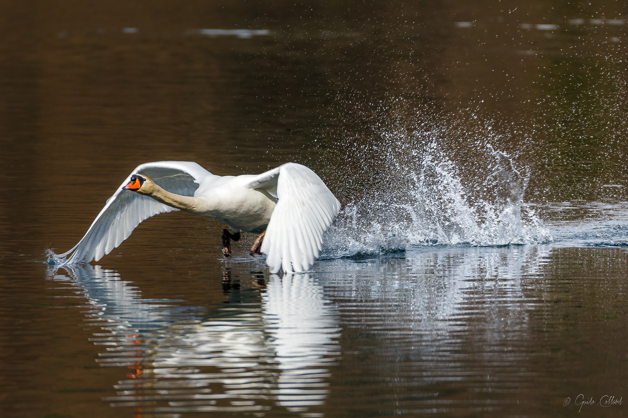 the take-off of the Swan