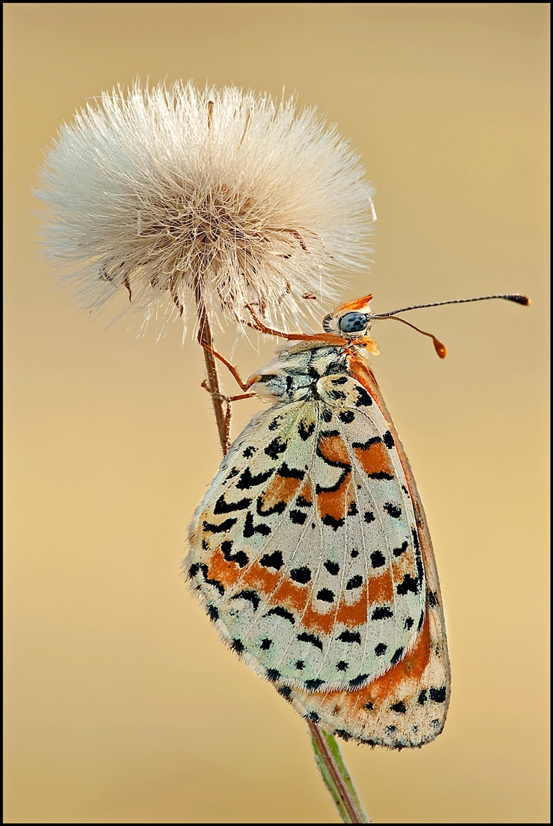 The first timid ray of sun