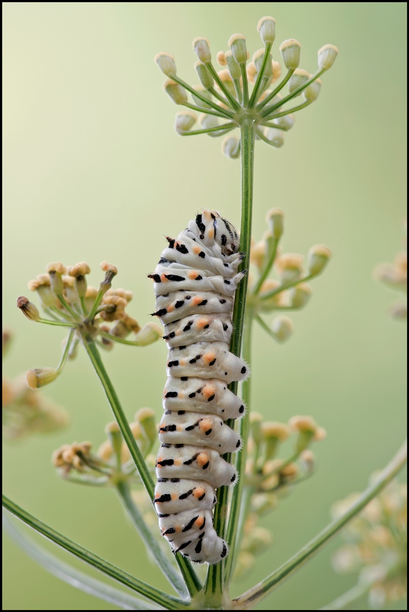 Nato da poco ...il candore del futuro Re