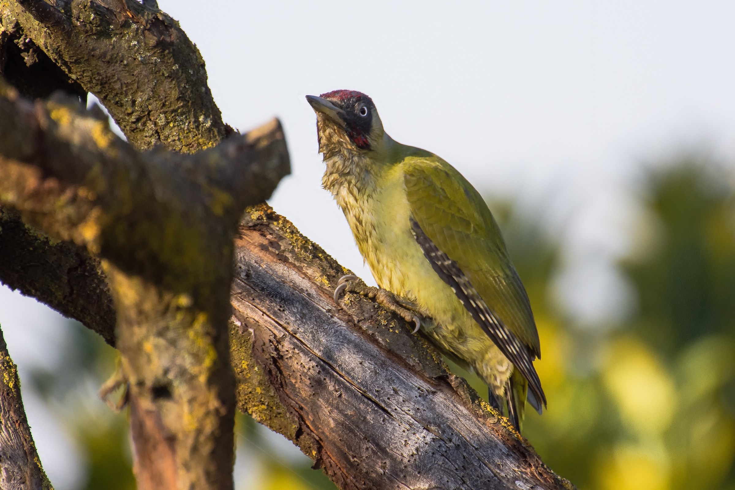 green woodpecker
