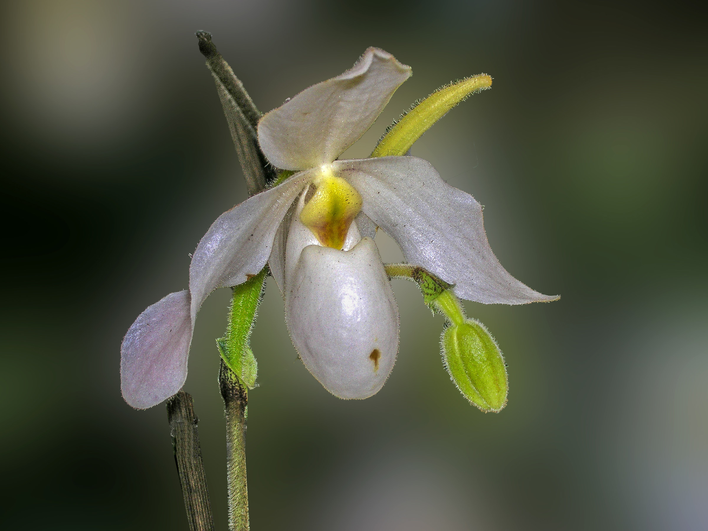 Paphiopedilum
