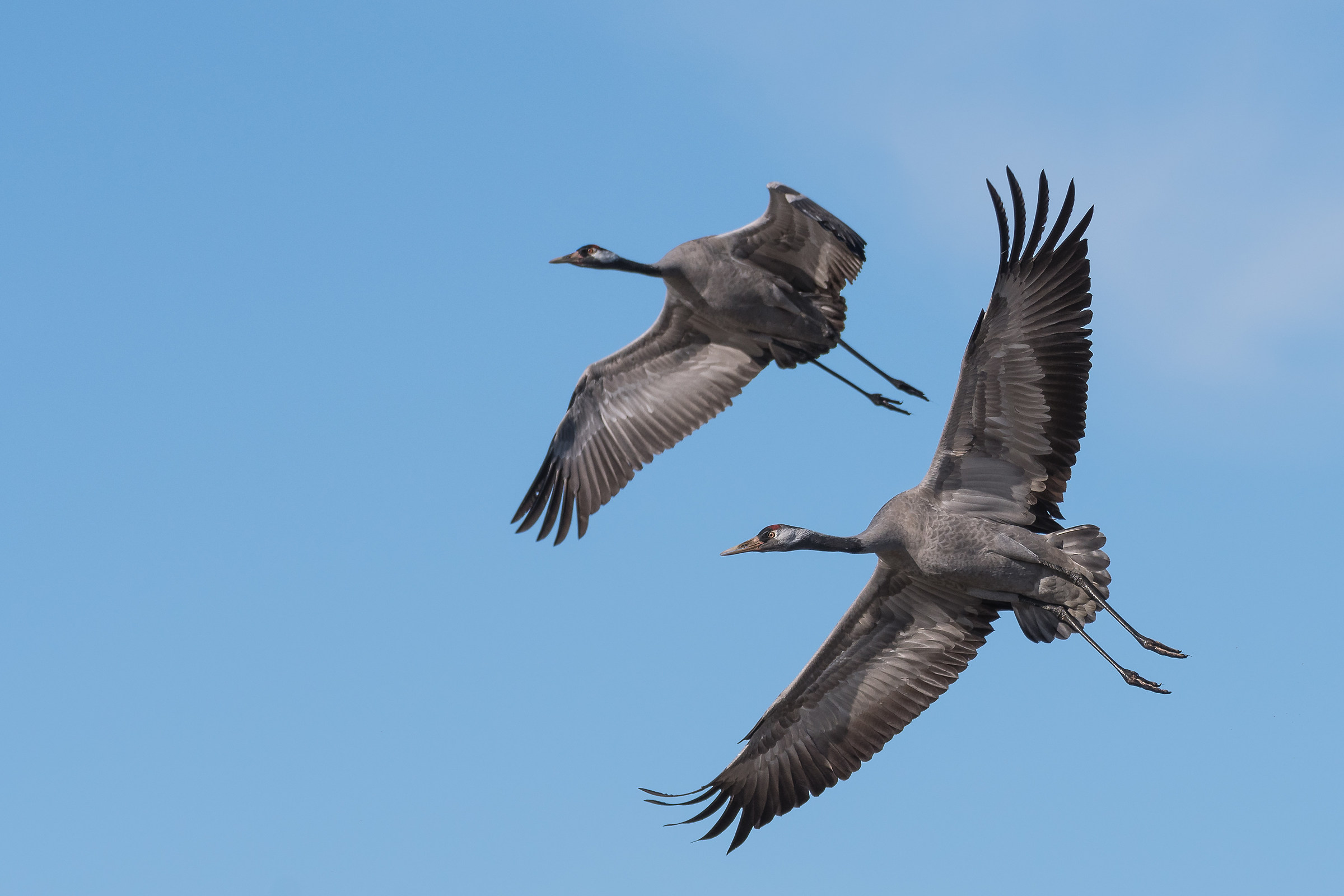 cranes in flight