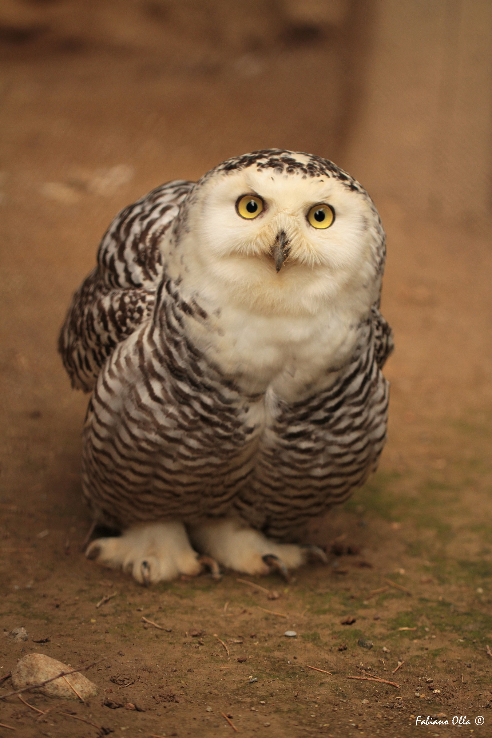 Look at the park ...... cornelle-bg-