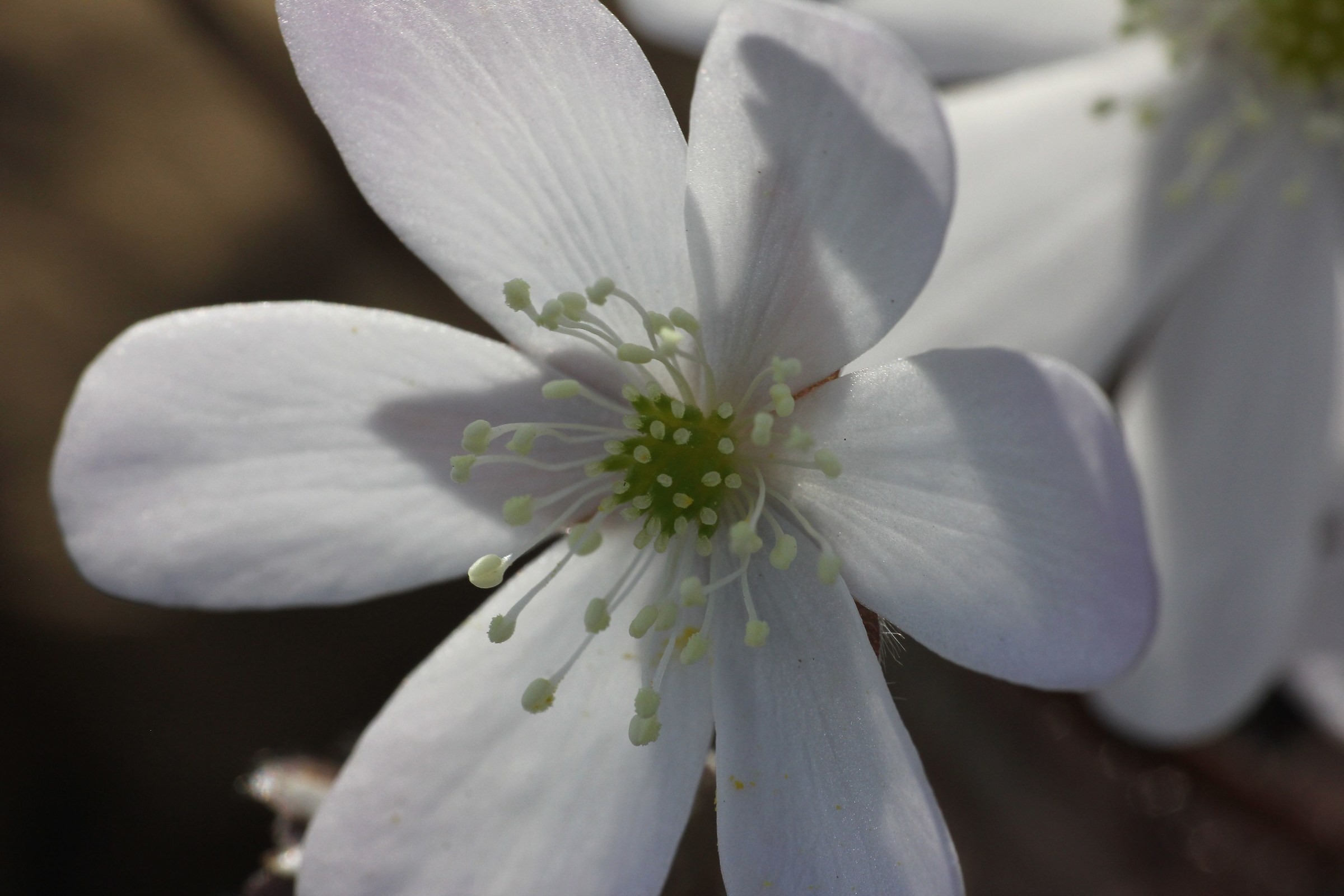 anemone nemorosa